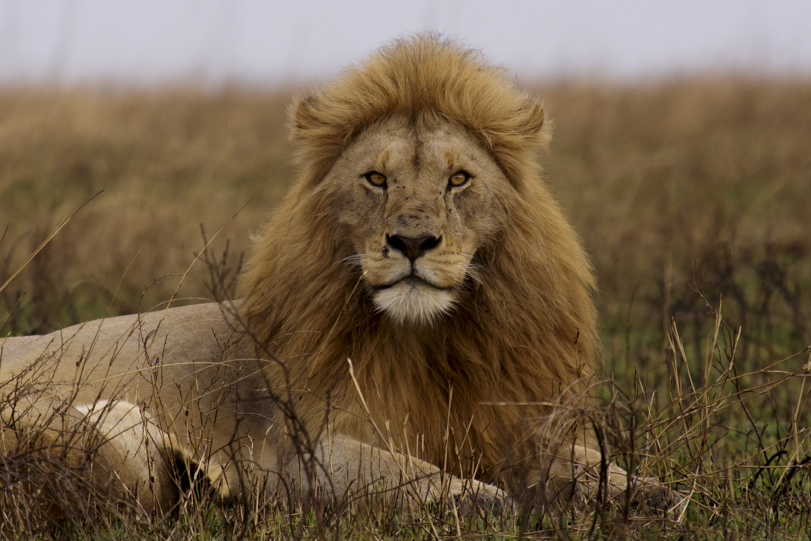 Maasai Mara Adventure: A Thrilling 3-Day Safari from Nairobi