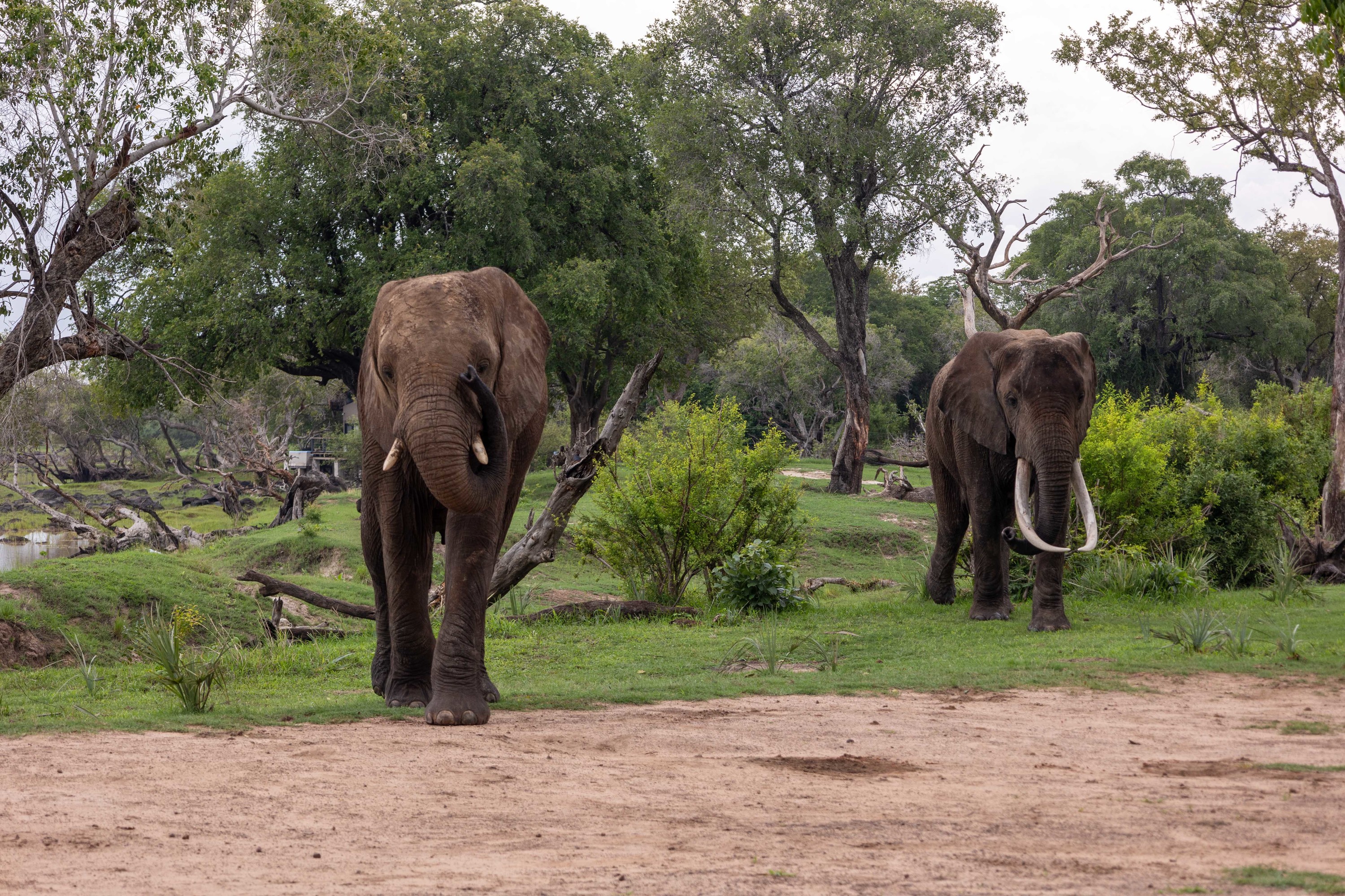 Chobe Park Day Safari: Day Trip, Safari drive & River Cruise
