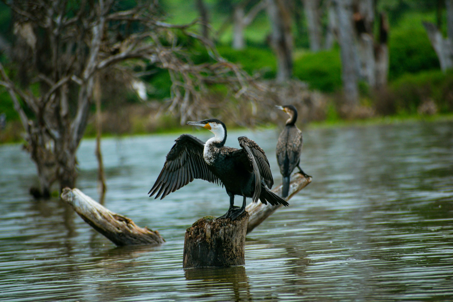 Birds on Lake Naivasha