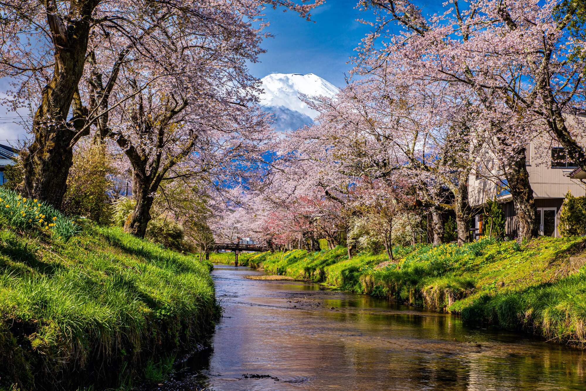 富士山一日遊: 新倉山淺間公園 & 忍野八海 & 西湖溫柔之鄉根場 (東京出發)
