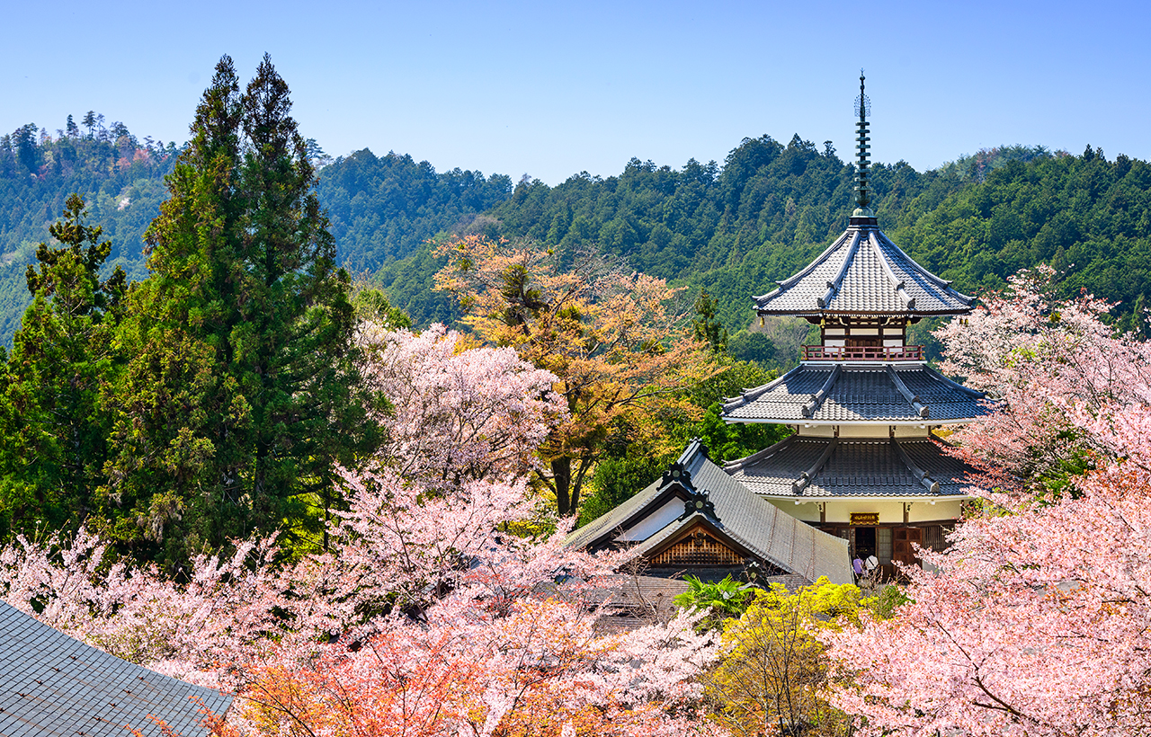 櫻花季限定｜奈良公園·東大寺·吉野山千本櫻一日遊｜大阪出發