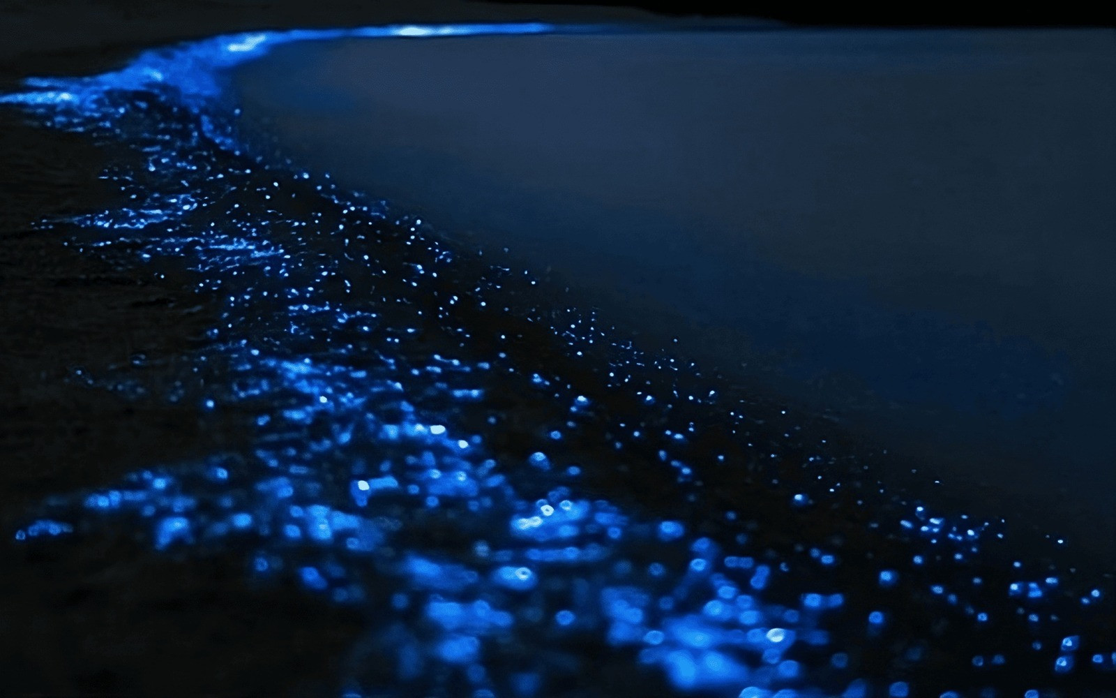 Discover Magic on Auckland’s Original Bioluminescence Kayak Tour