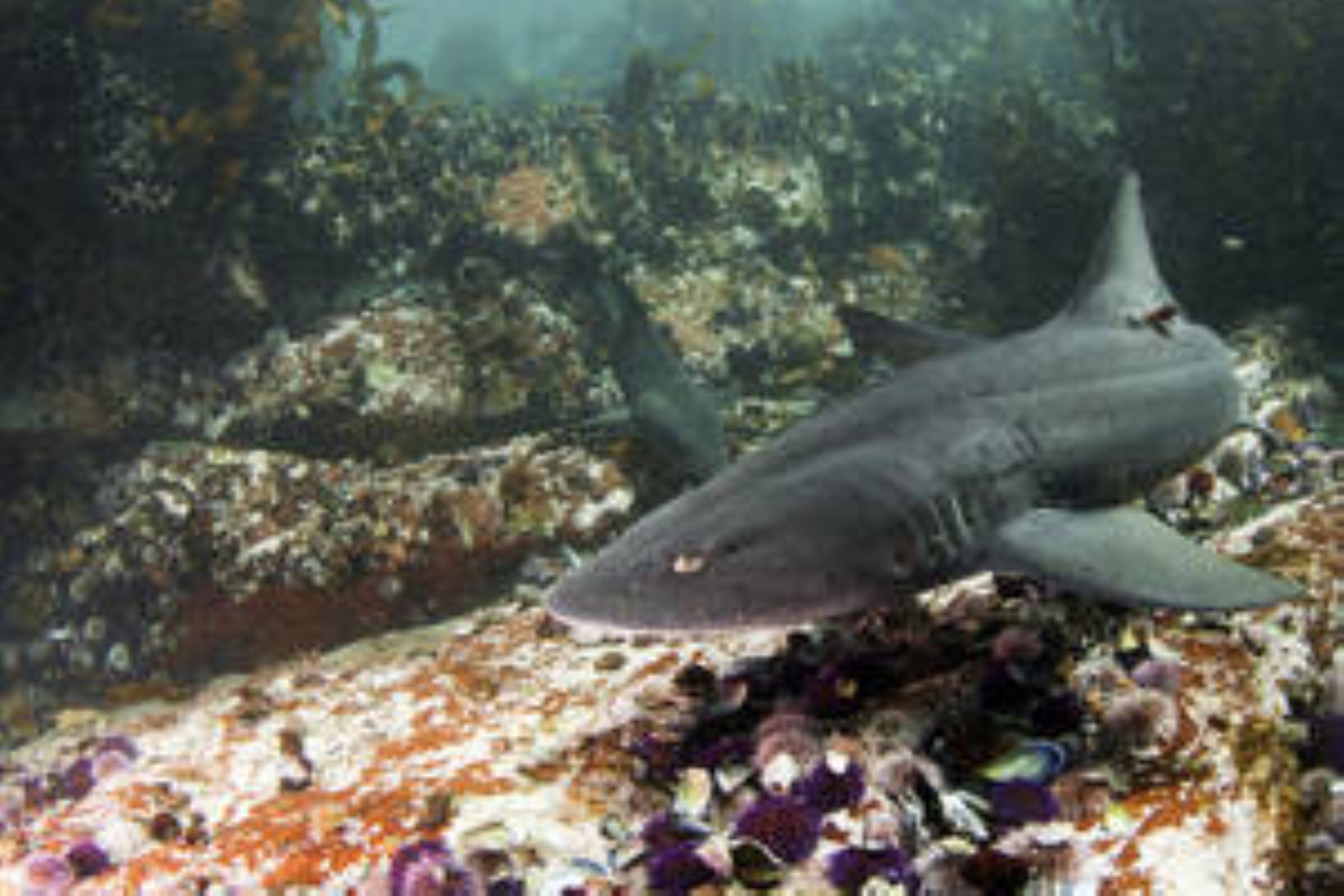 與海中森林獨特又迷人的居民們面對面 與海中森林獨特又迷人的居民們面對面