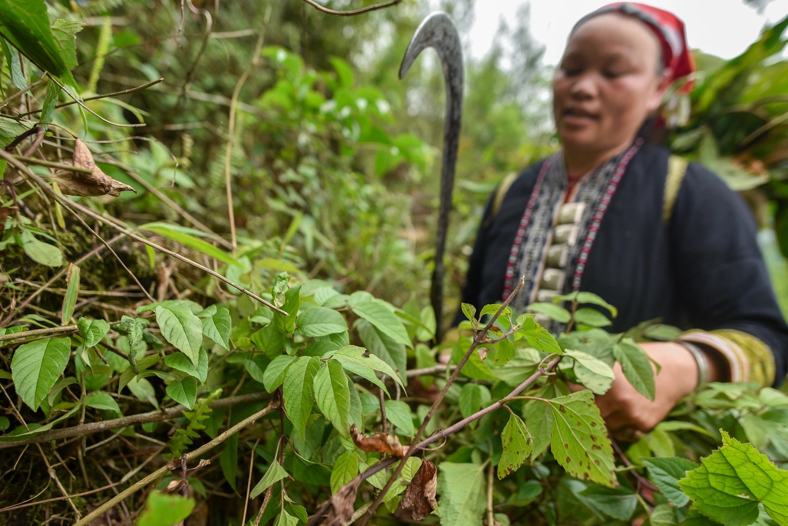 沙巴：紅瑤族草藥足浴和採葉之旅