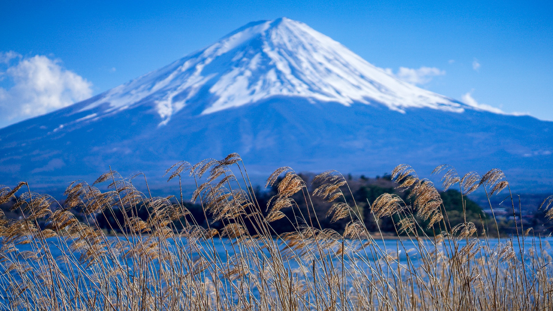 大石公園蘆葦草搖曳生姿,美景如畫~ 大石公園蘆葦草搖曳生姿,美景如畫~