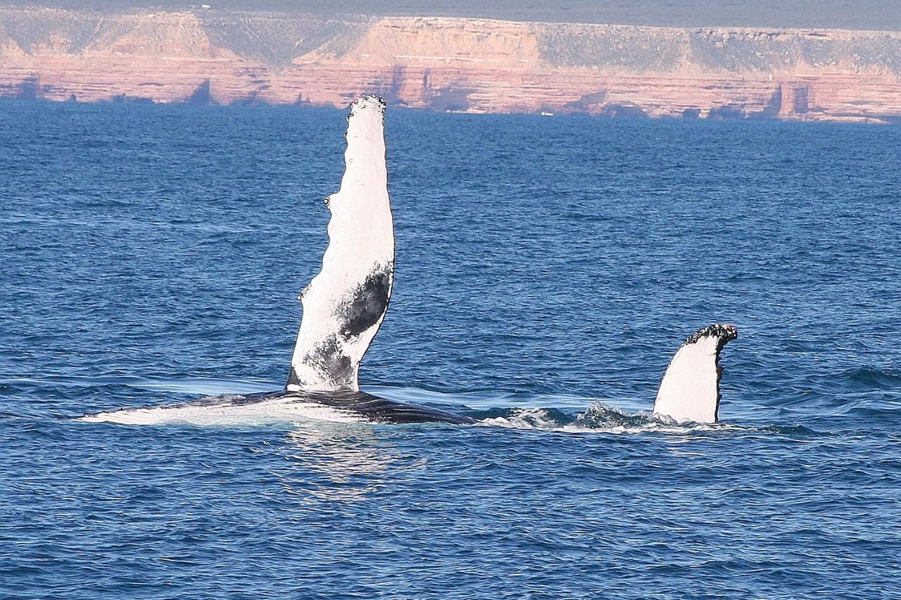 majestic creatures