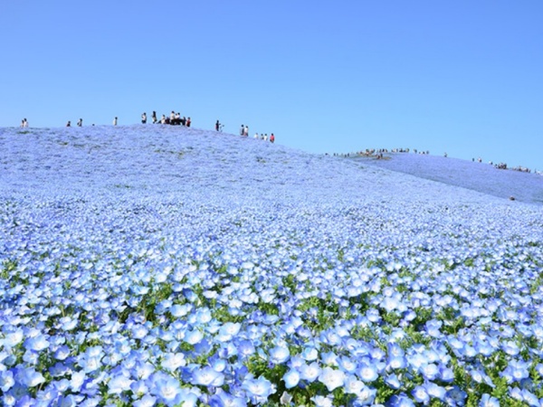 坐落於太平洋沿岸的國營公園,以四季花海聞名。春季450萬株粉蝶花染藍山丘,秋季掃帚草豔紅似火,園內還設有摩天輪、自行車道等設施。根據不同季節調整門票價格,是自然景觀與休閒活動兼備的觀光勝地。 坐落於太平洋沿岸的國營公園,以四季花海聞名。春季450萬株粉蝶花染藍山丘,秋季掃帚草豔紅似火,園內還設有摩天輪、自行車道等設施。根據不同季節調整門票價格,是自然景觀與休閒活動兼備的觀光勝地。
