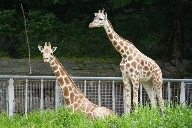 名古屋市東山動植物園 (Nagoya-City Higashiyama Zoo and Botanical Gardens)
