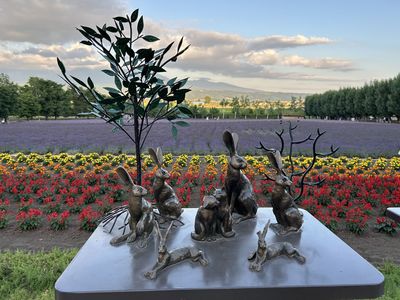 Biei Blue Pond & Furano Flower Day Tour｜Buffet + Melon Feast 