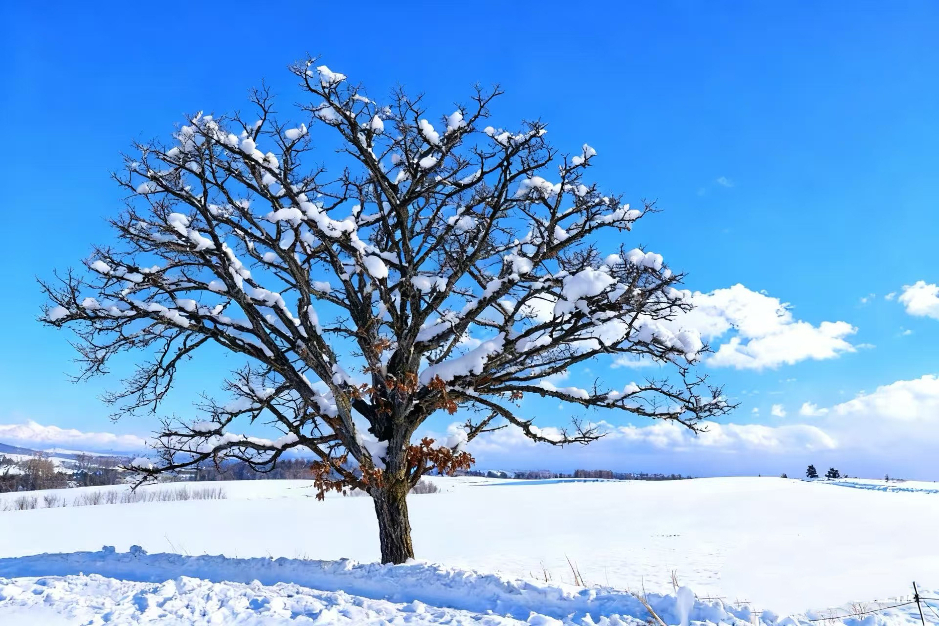 ✧⁺七星樹——一棵孤傲而優雅的柏樹,因曾出現在 1970 年代的七星香菸廣告中而聞名。
※冬季B方案,導遊會視當天情況選擇七星樹或 Ken & Mary 之樹喔。 ✧⁺七星樹——一棵孤傲而優雅的柏樹,因曾出現在 1970 年代的七星香菸廣告中而聞名。
※冬季B方案,導遊會視當天情況選擇七星樹或 Ken & Mary 之樹喔。