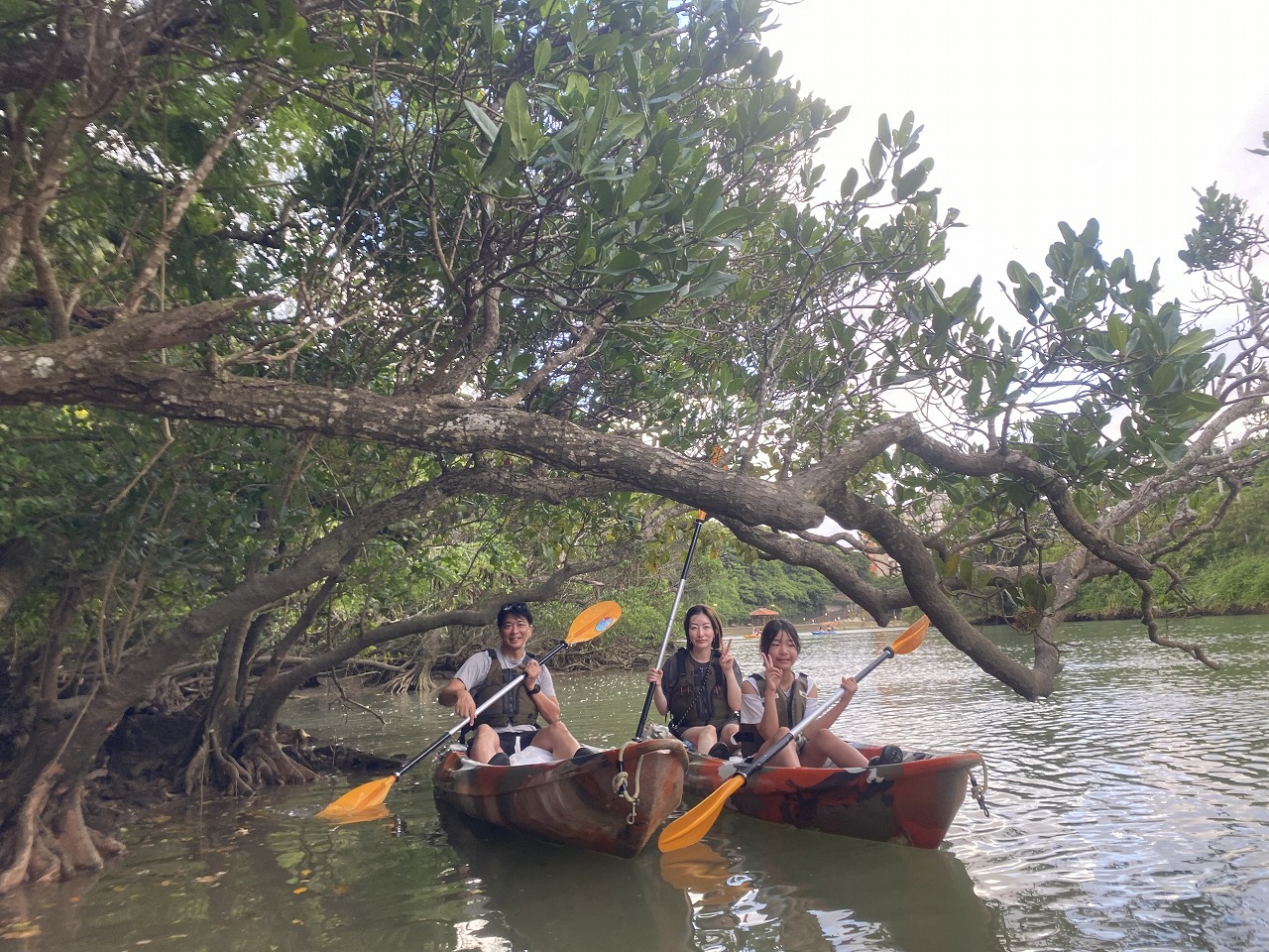 近距離欣賞紅樹林生態 近距離欣賞紅樹林生態