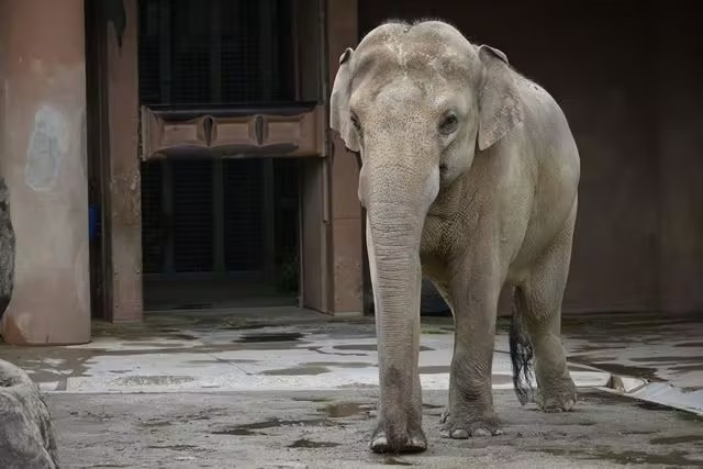 名古屋市東山動植物園 (Nagoya-City Higashiyama Zoo and Botanical Gardens)