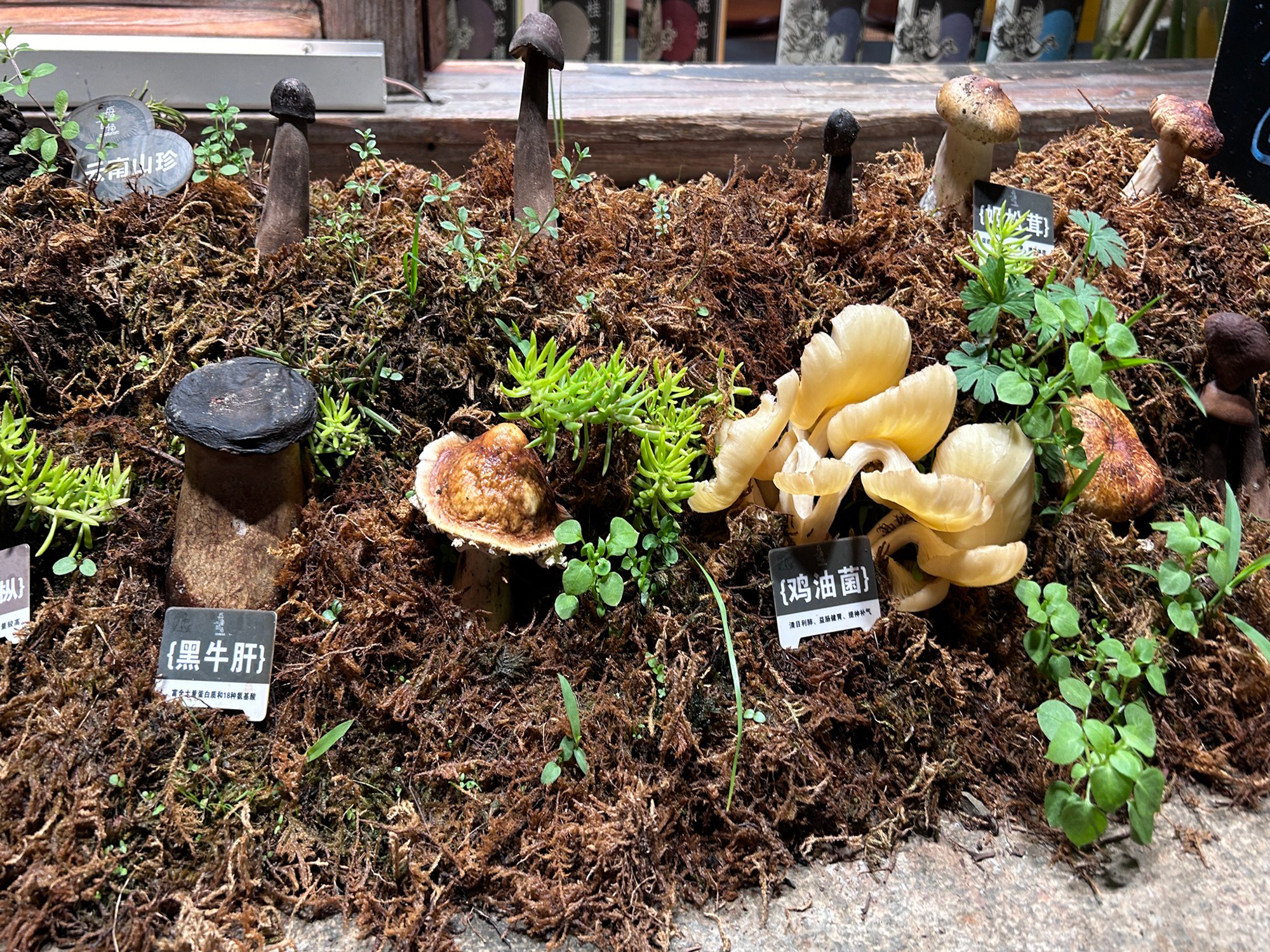 雲南麗江山野尋菌&納西美食文化一日遊（跟隨當地嚮導體驗採摘野生菌&當地農家午餐體驗/野生菌火鍋&扎染體驗&白沙古鎮/束河古鎮二選一探索）
