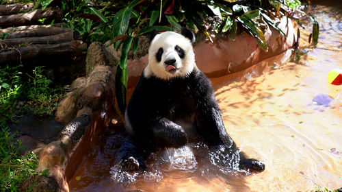 海南熱帶野生動植物園