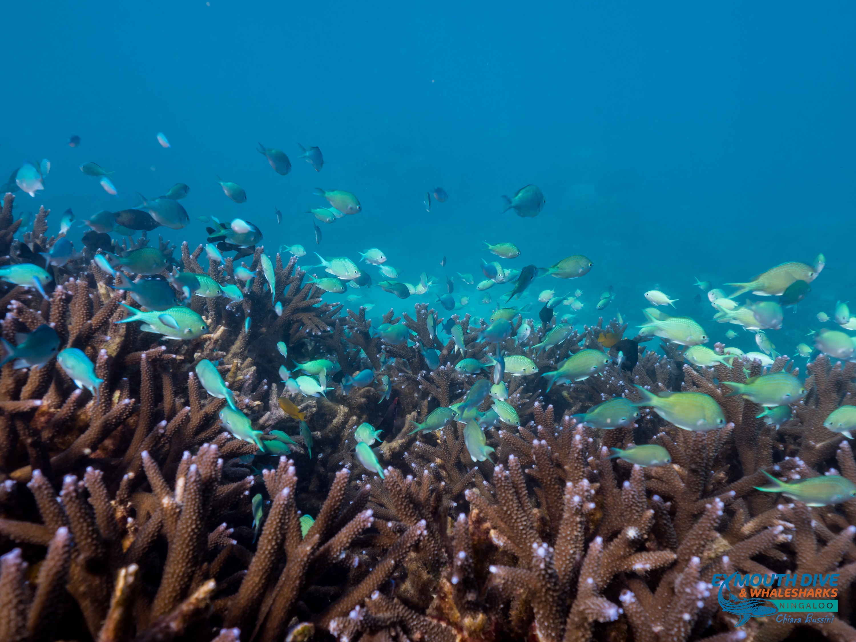 寧格魯珊瑚礁潛水體驗（埃克斯茅斯出發）