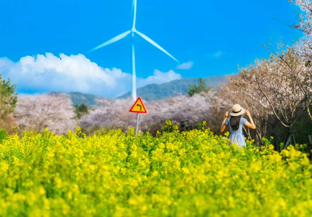 Ultimate Jeju Day Tour: UNESCO & Must-See (East/SouthWest/West)