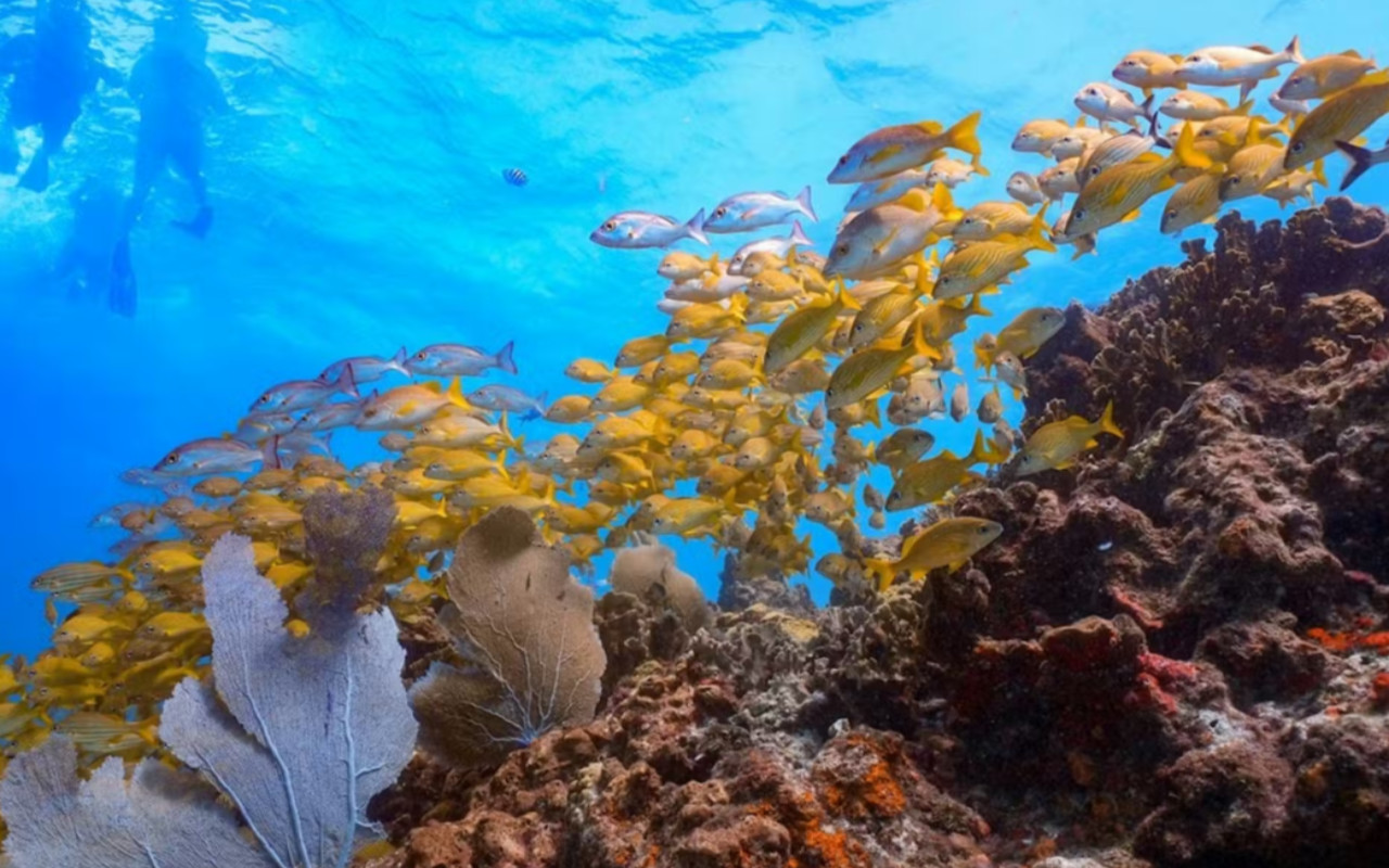 MUSA Underwater Museum and Manchones Reef Snorkeling Experience