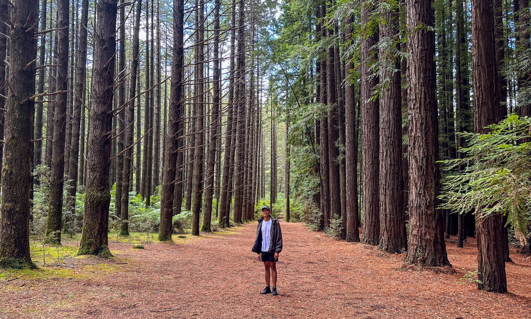 漫步於高聳入雲的加州紅木大道，捕捉令人難忘的絕美照片。