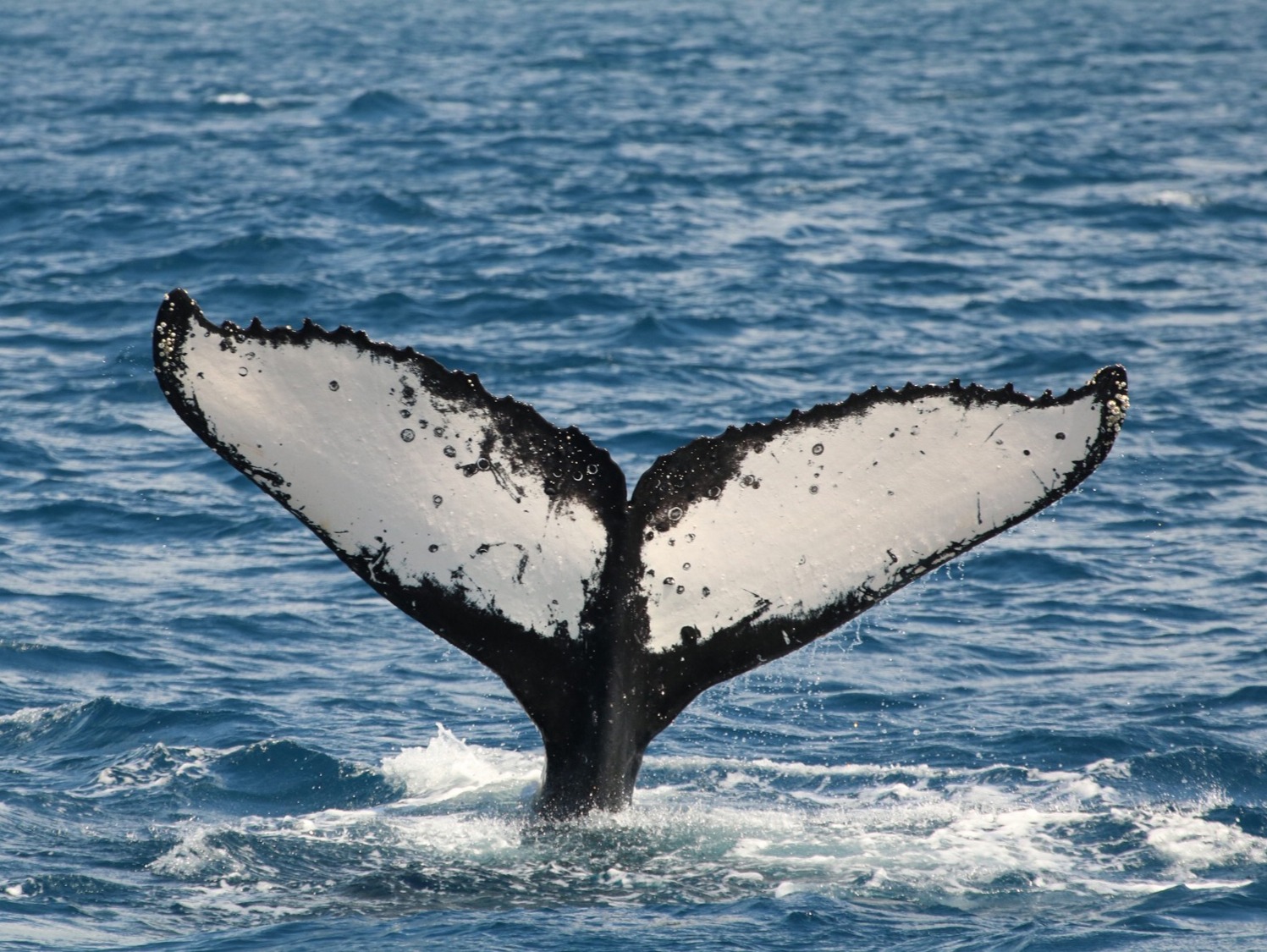 Small-group speedboat tours offer comfort, safety, and the best chance to see humpback whales up close