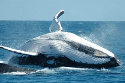 Gentle giants of the sea