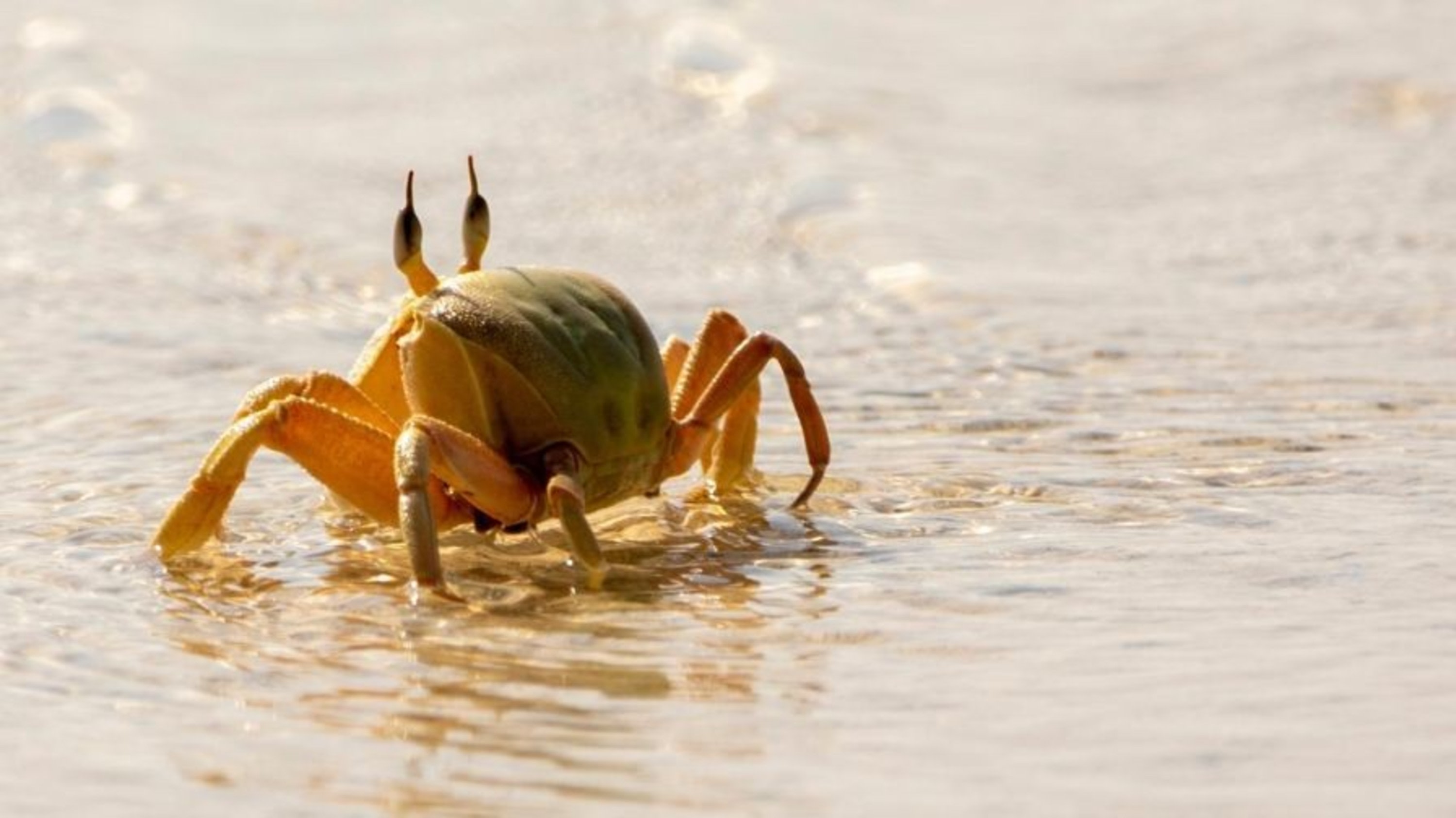 探索海岸野生動物的隱藏之美,讓這隻充滿活力的螃蟹帶您進入天堂! 探索海岸野生動物的隱藏之美,讓這隻充滿活力的螃蟹帶您進入天堂!