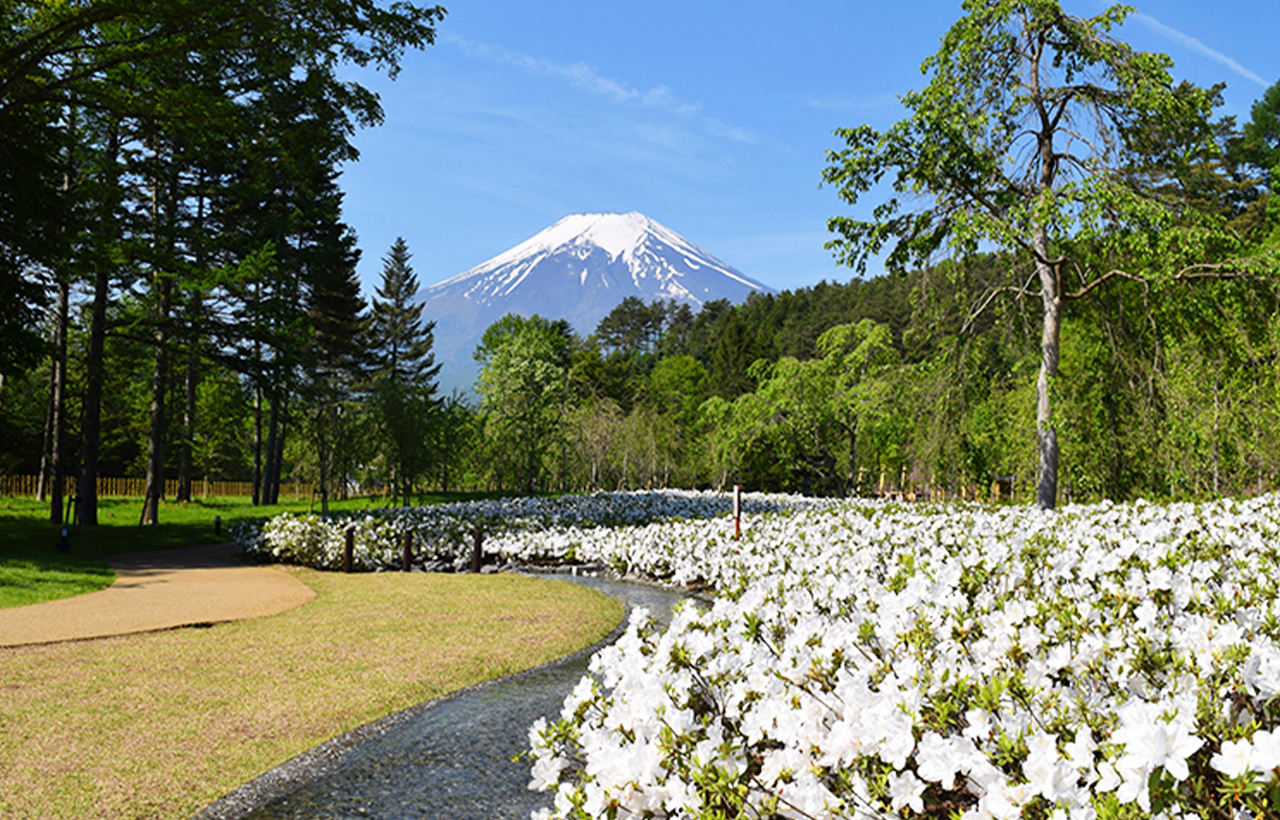 Mount Fuji Arakurayama Sengen Park | Hikawa Watch Shop | Oshino Shinobi Village | New Internet celebrity one-day tour