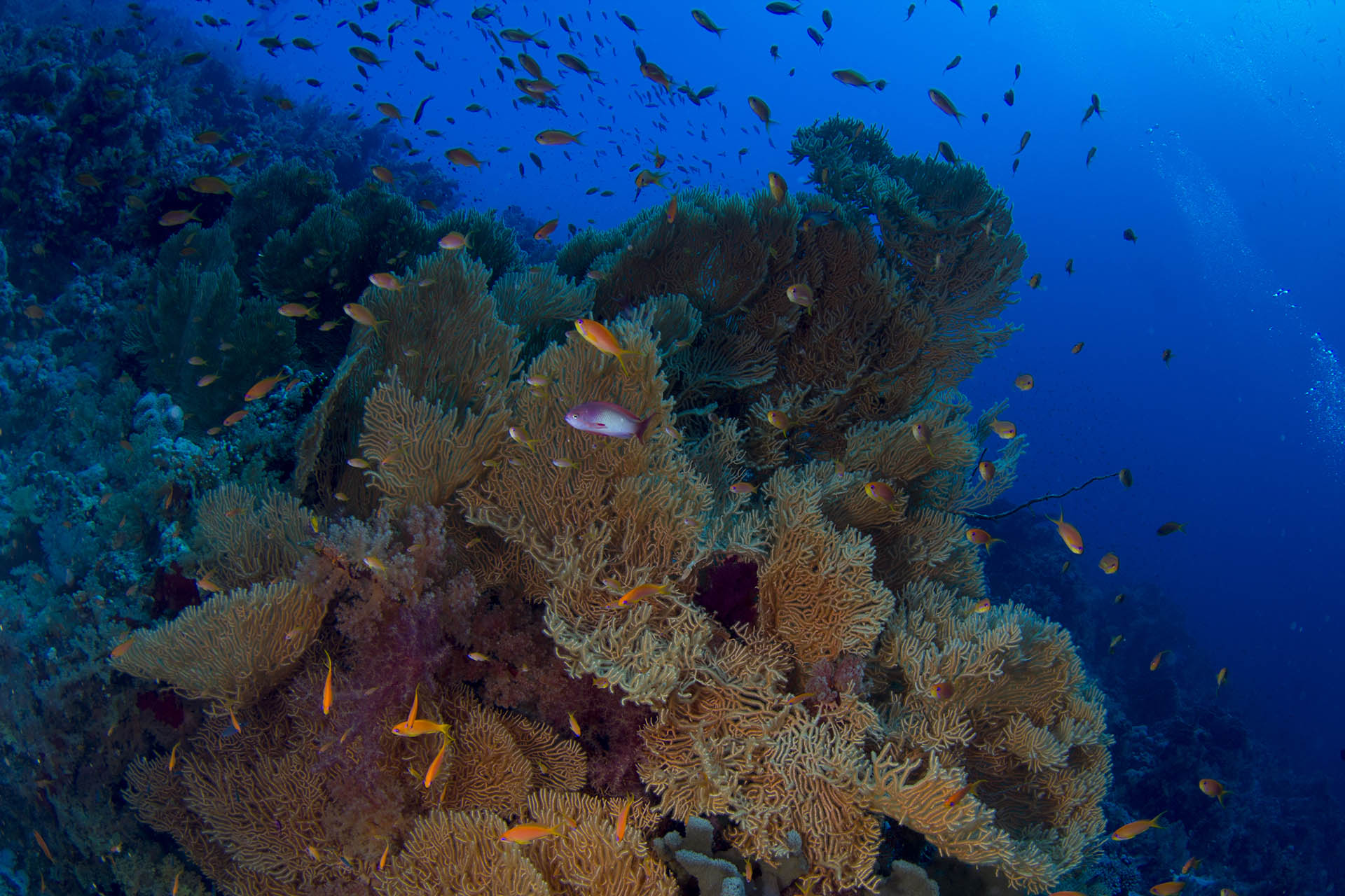 蒂朗島浮潛探險之旅 - 埃及沙姆沙伊赫