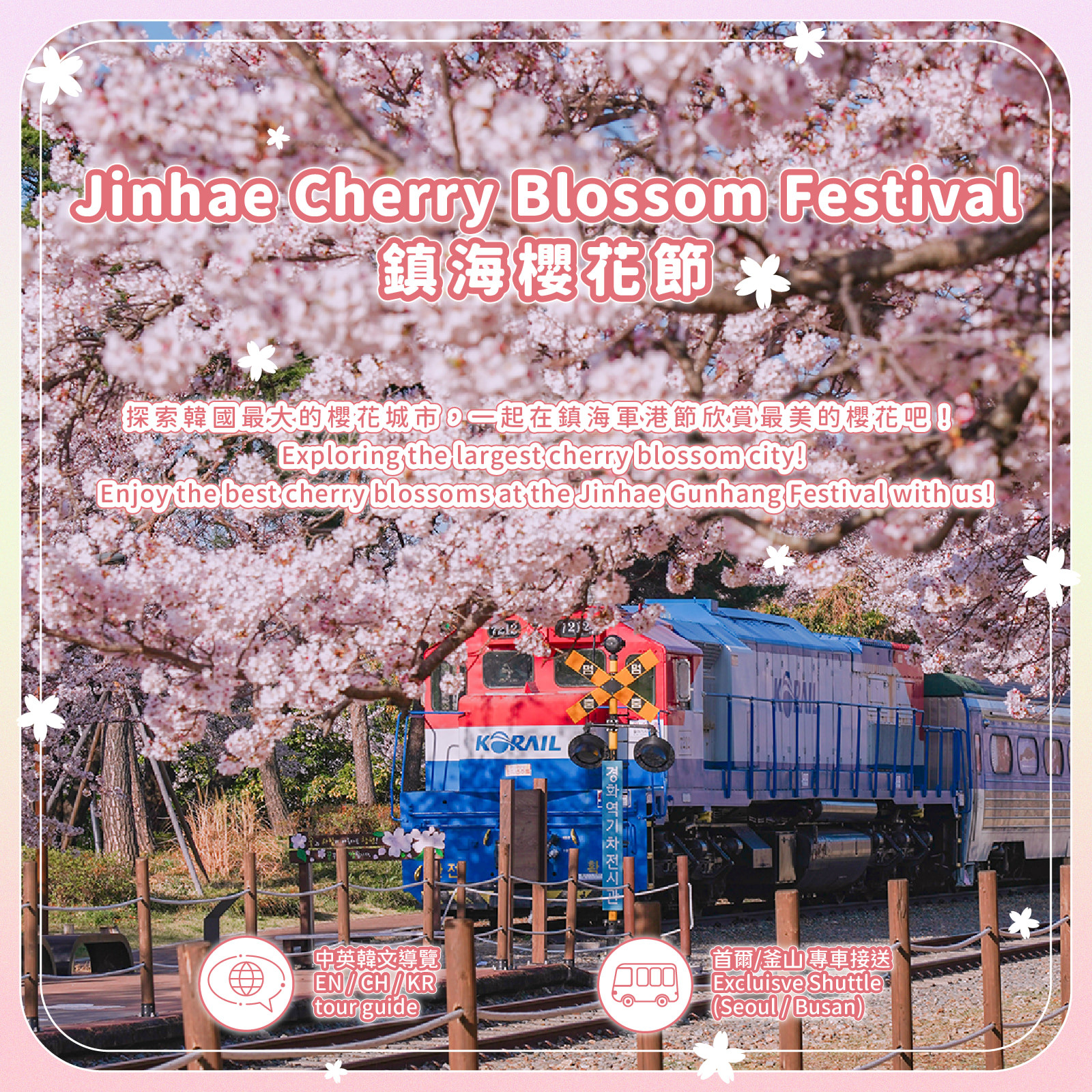Jinhae Gunhangje Cherry Blossom Festival Day Tour from Seoul/Busan 