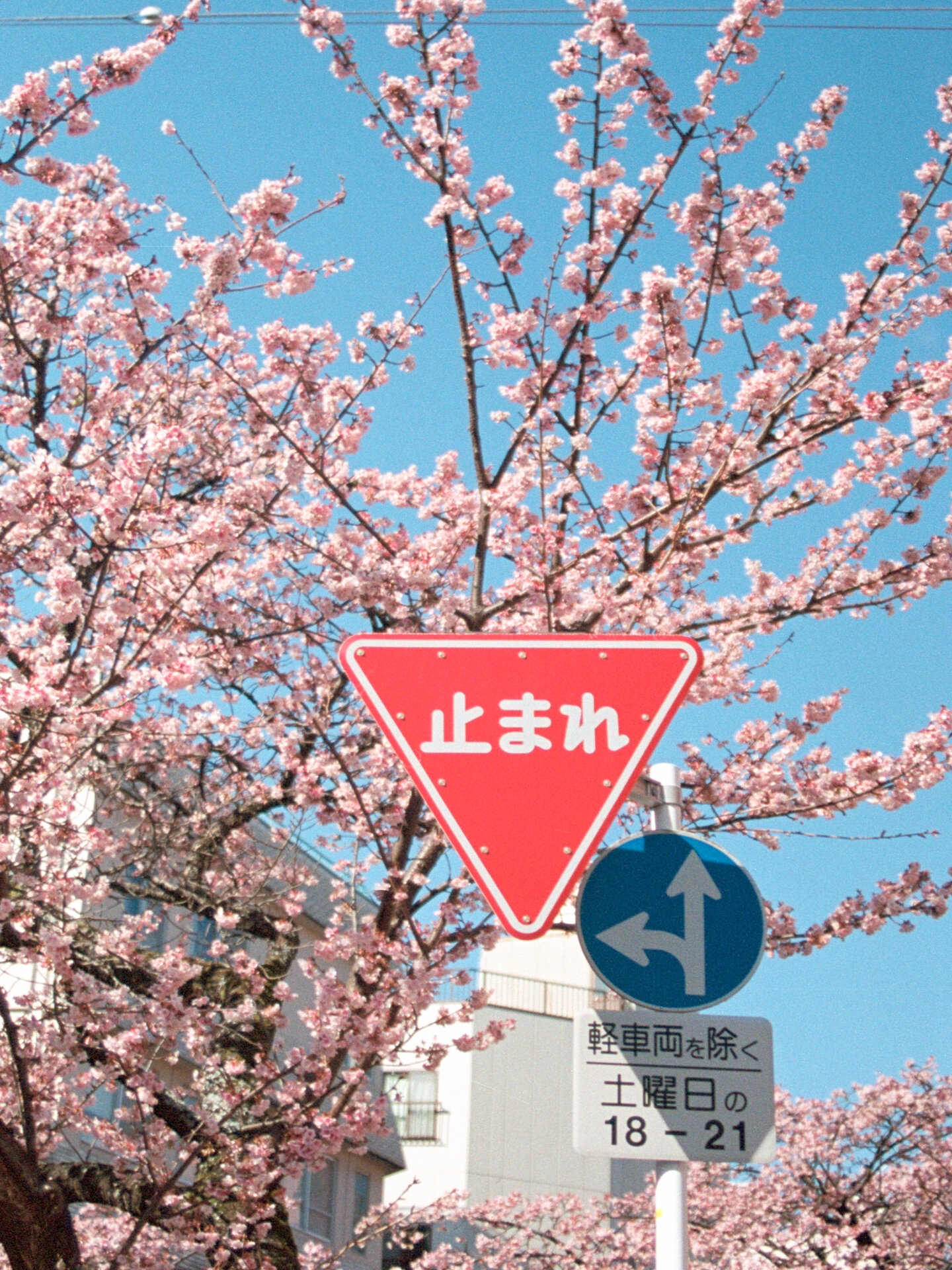 伊豆｜热海梅园＆伊豆仙人掌动物公园＆大室山一日游｜东京出发