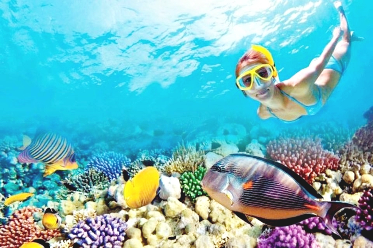 洪加達海豚觀賞遊船之旅（包浮潛 & 午餐）
