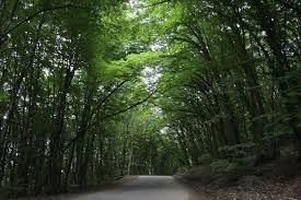 From Baku: Candy Cane Mountain, Quba, Shagdag Tour