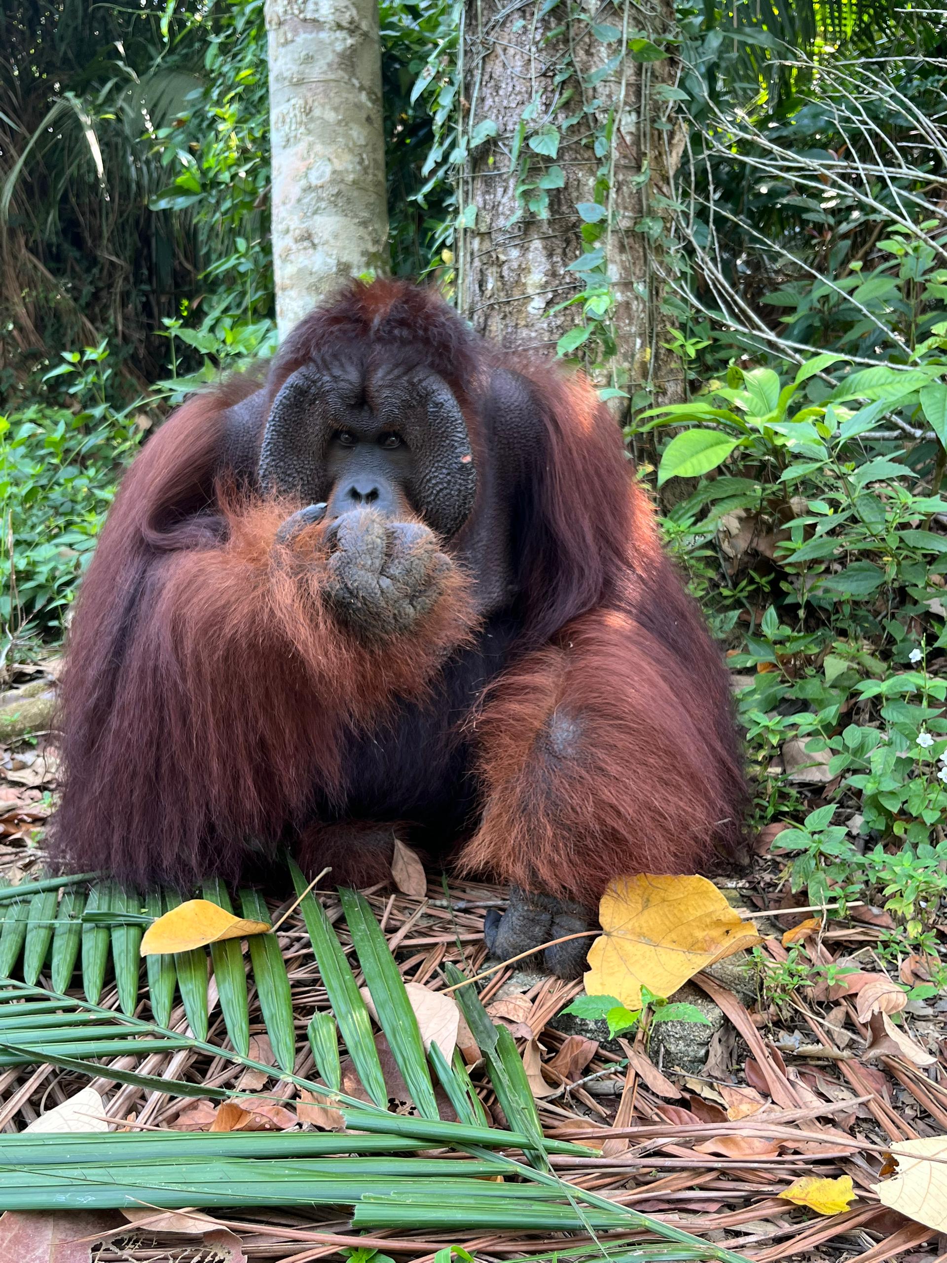 Bukit Merah Orang Utan Island Half-Day Wildlife Tour