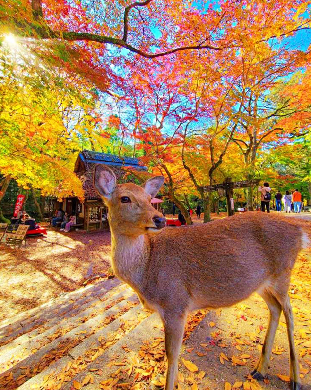 佔地廣闊的都市公園,以自由放養的鹿群聞名。園內包含世界遺產東大寺,其大佛殿為全球最大木造建築之一,供奉著著名的奈良大佛。可在此與鹿互動,並參觀這座擁有1200多年曆史的佛教聖地。 佔地廣闊的都市公園,以自由放養的鹿群聞名。園內包含世界遺產東大寺,其大佛殿為全球最大木造建築之一,供奉著著名的奈良大佛。可在此與鹿互動,並參觀這座擁有1200多年曆史的佛教聖地。