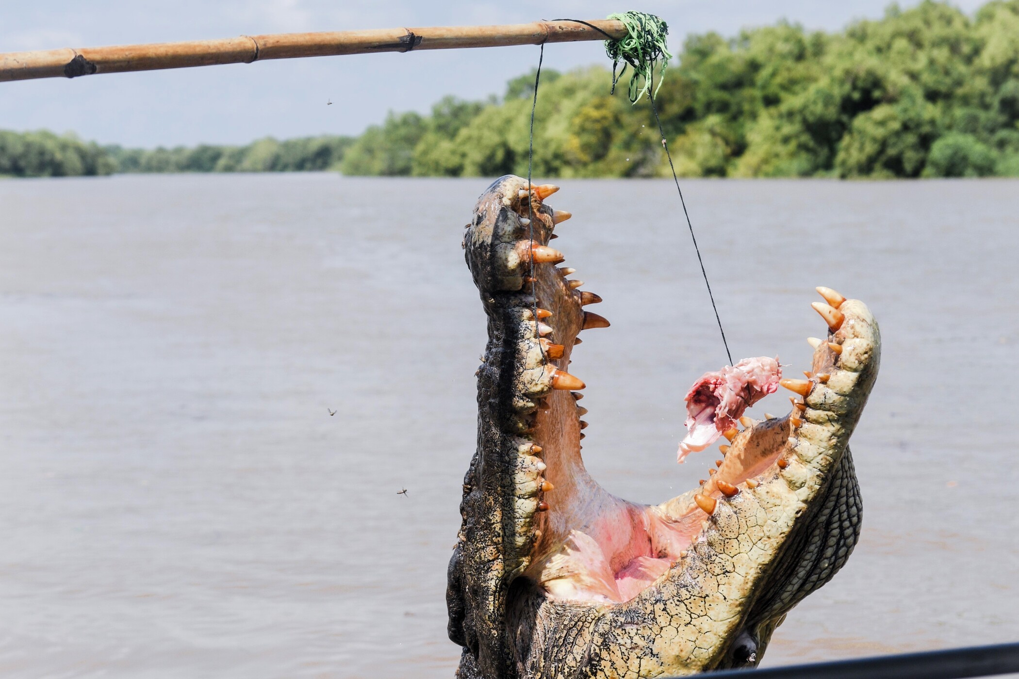 Jumping Crocodile Cruise Tour from Darwin