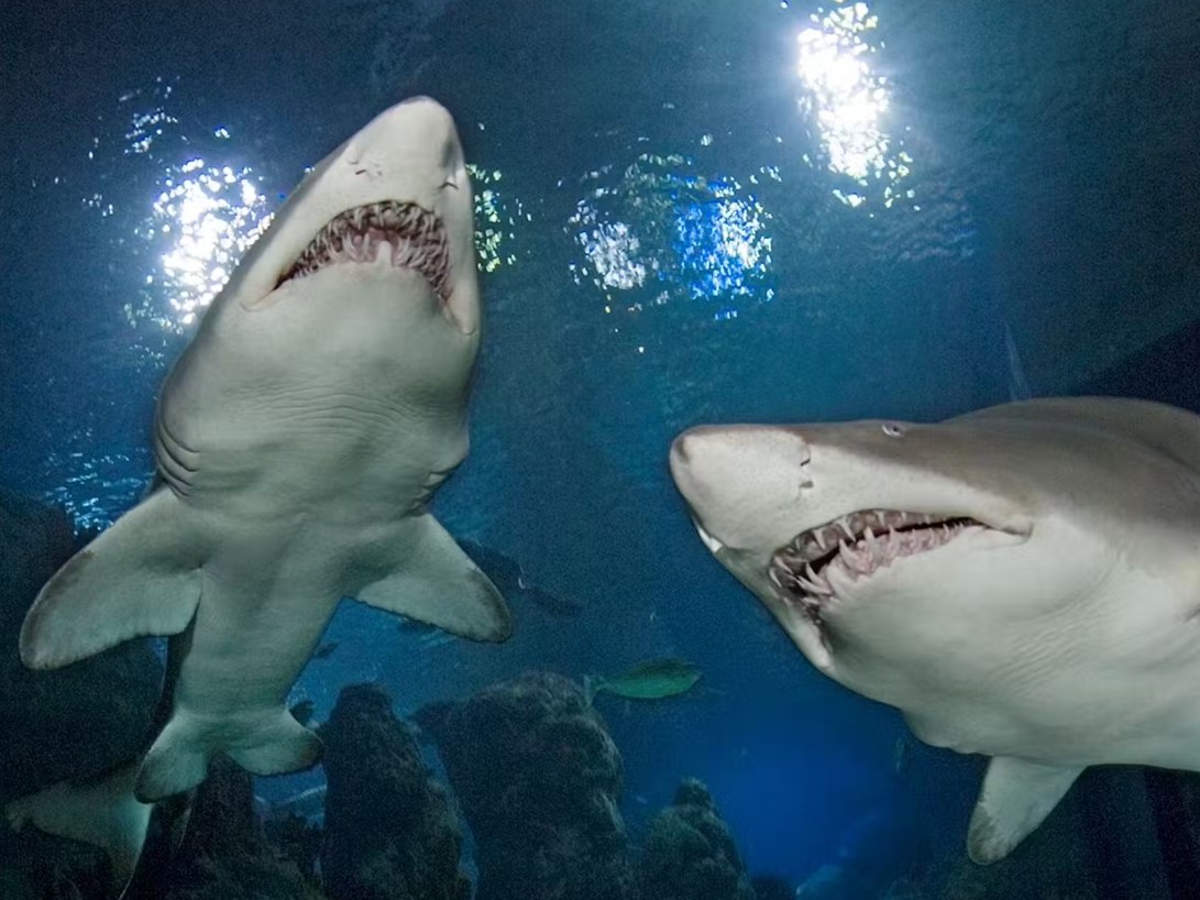 Get up close with some of the ocean’s most awe-inspiring predators, sharks await beneath the surface