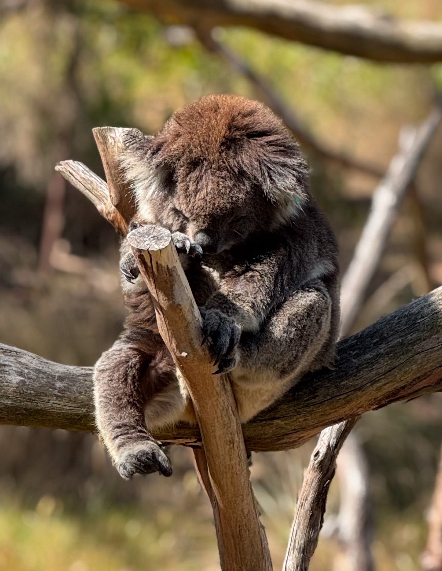 Phillip Island Wine, Wildlife and Penguins 1 Day Tour from Melbourne