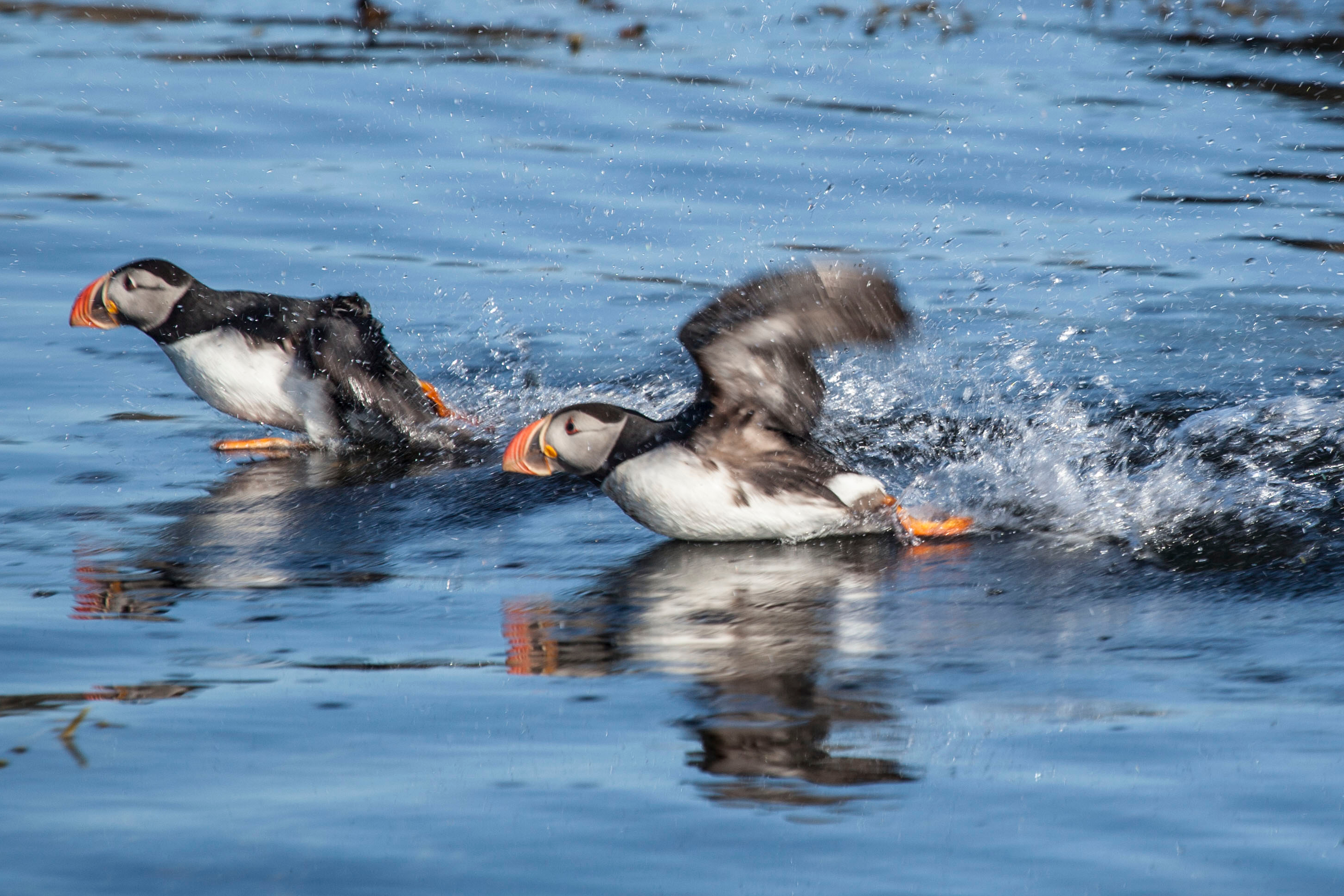 Puffin Watching Express Tour by RIB Speedboat in Reykjavik