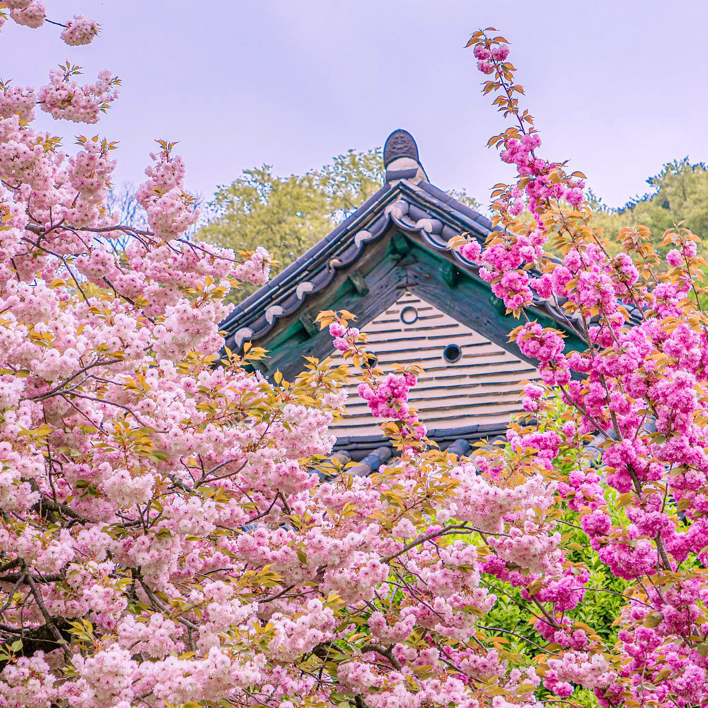 🌸 誠邀您參加我們的旅程,讓您盡情擁抱春天的美麗。 🌸 誠邀您參加我們的旅程,讓您盡情擁抱春天的美麗。