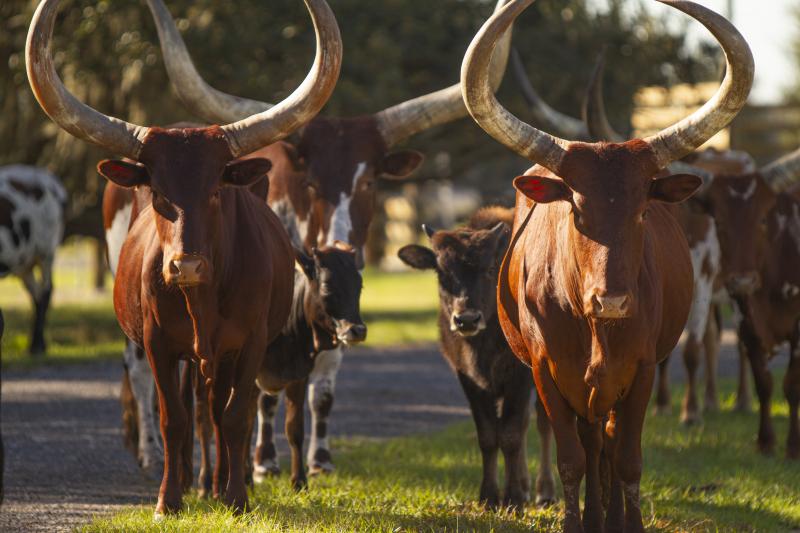 Wild Florida Drive-Thru Safari Park Admission in Orlando