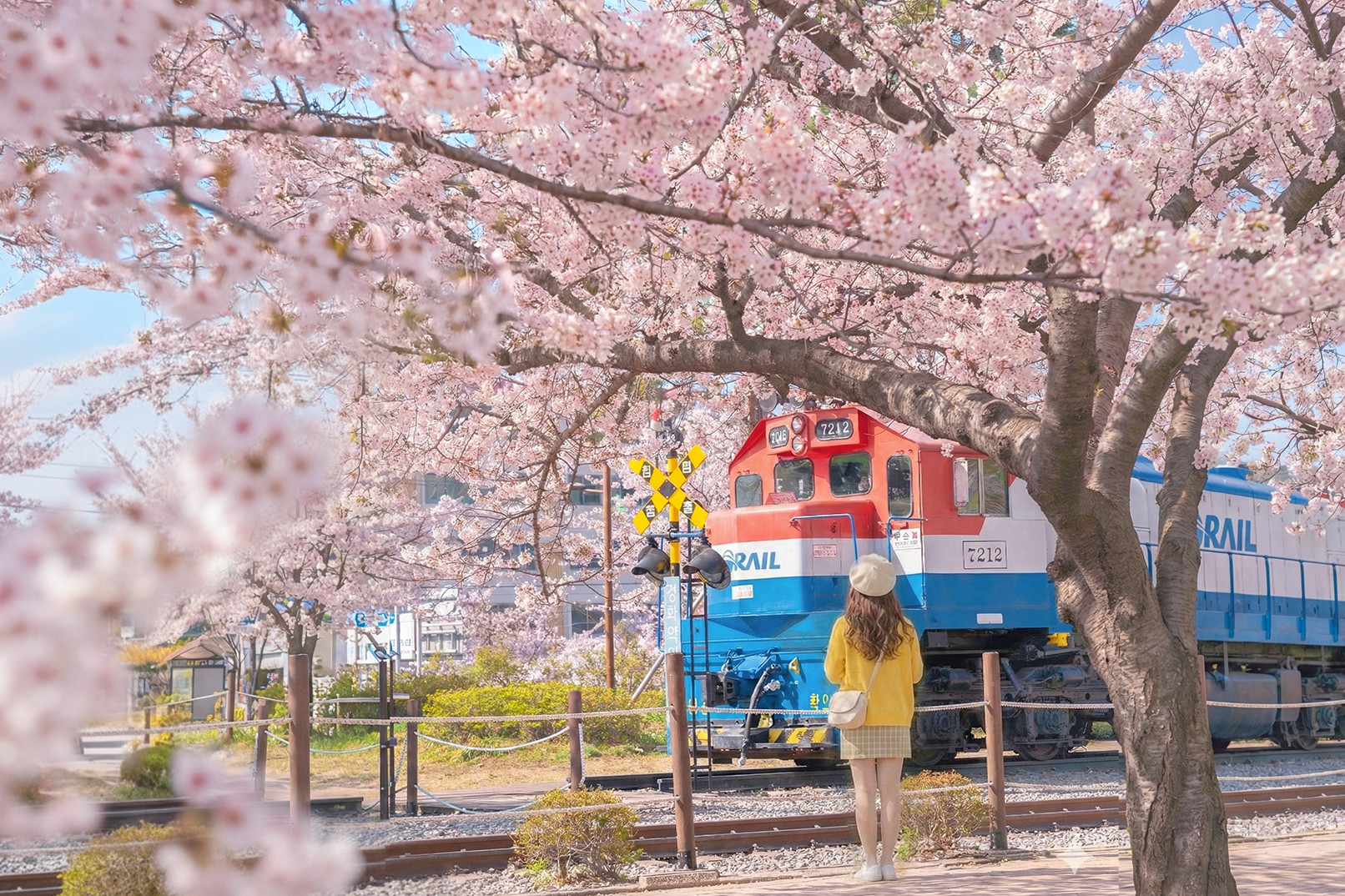 Jinhae Cherry Blossom Tour from Seoul