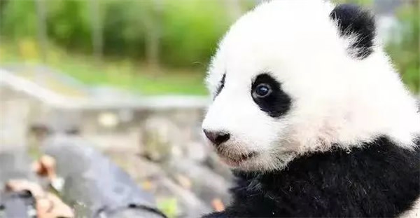 Chengdu Panda and Dujiangyan One-Day Historical and Cultural Tour