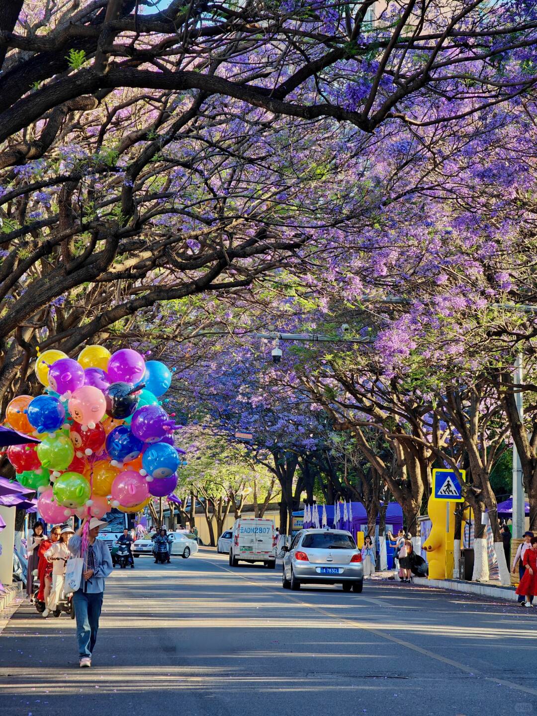 每年四月底,昆明城就被大片的藍紫色點綴,藍花楹盛放的昆明瀰漫著童話般的美。 每年四月底,昆明城就被大片的藍紫色點綴,藍花楹盛放的昆明瀰漫著童話般的美。