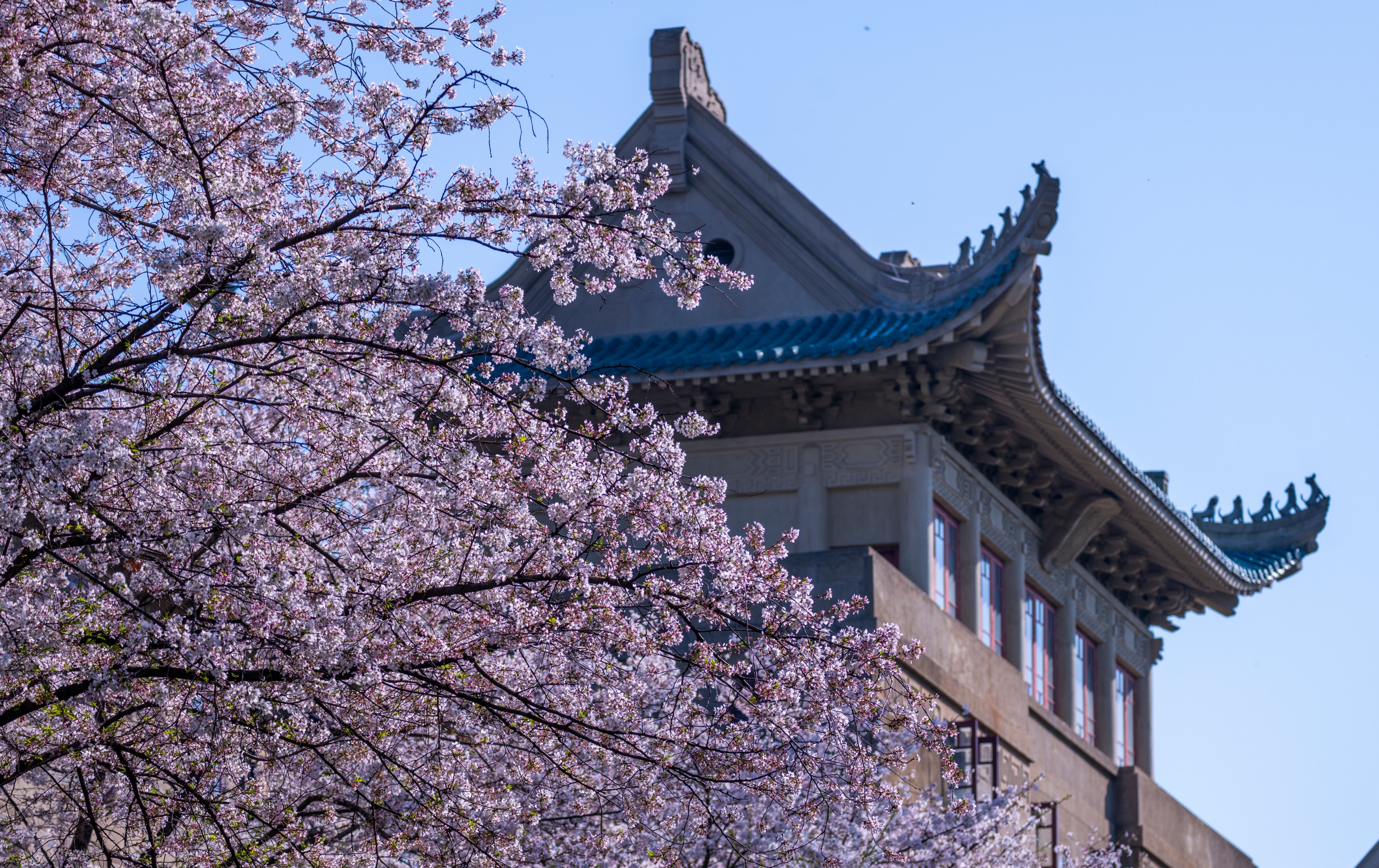 武漢大學櫻花