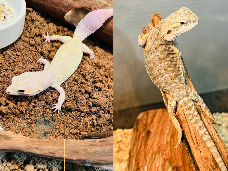 Lollypet萌寵樂園（萌寵來自深圳野生動物園）