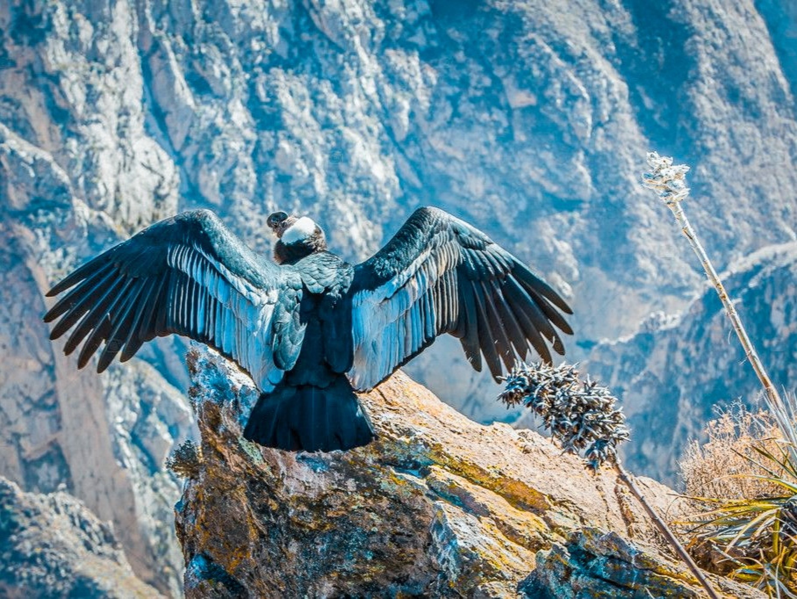 Two days of wonder: nature, culture, stillness, and soaring condors forever