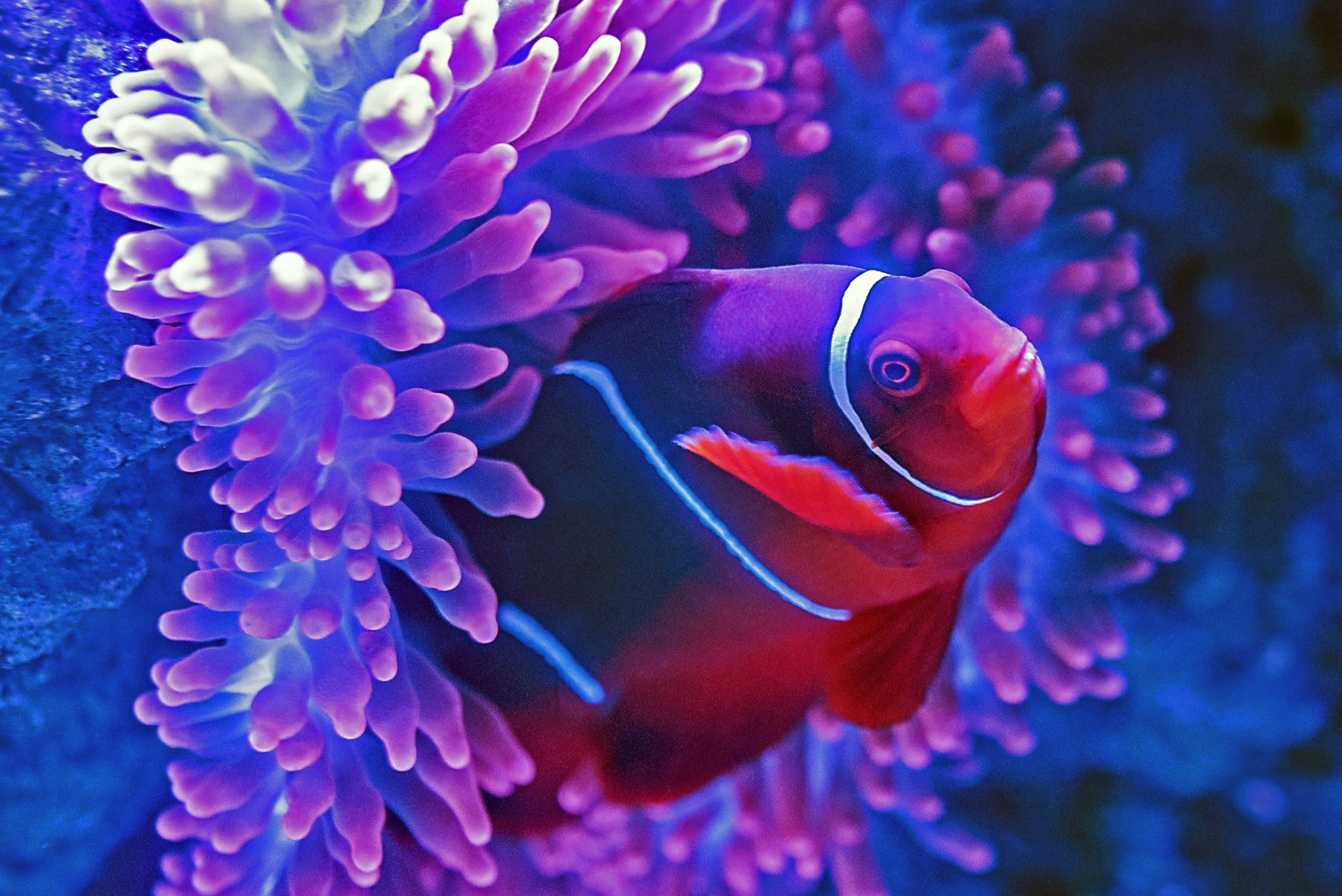 ケアンズ水族館 ナイトツアーチケット