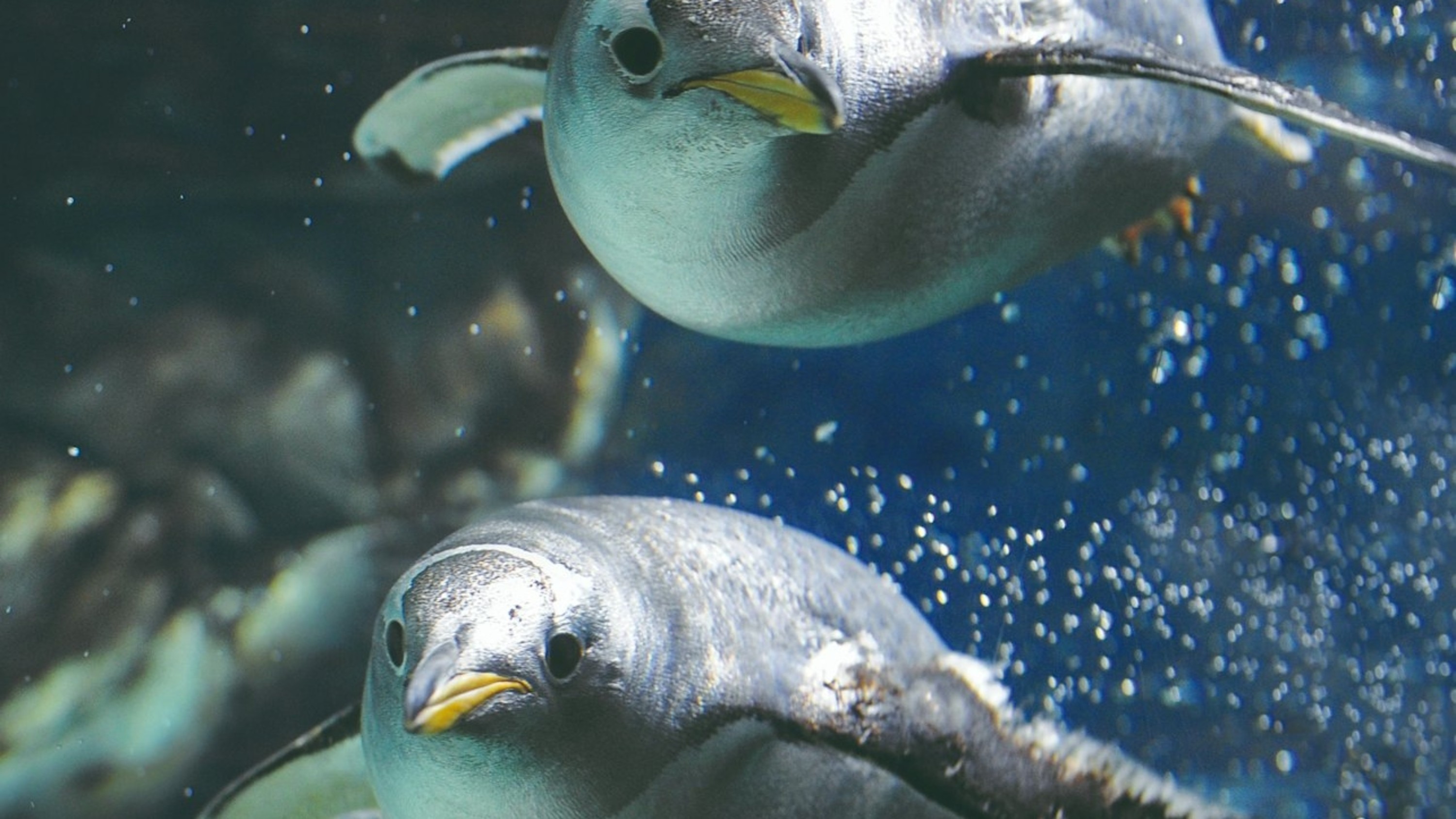 熱那亞水族館門票含佛卡夏麵包品嚐體驗 