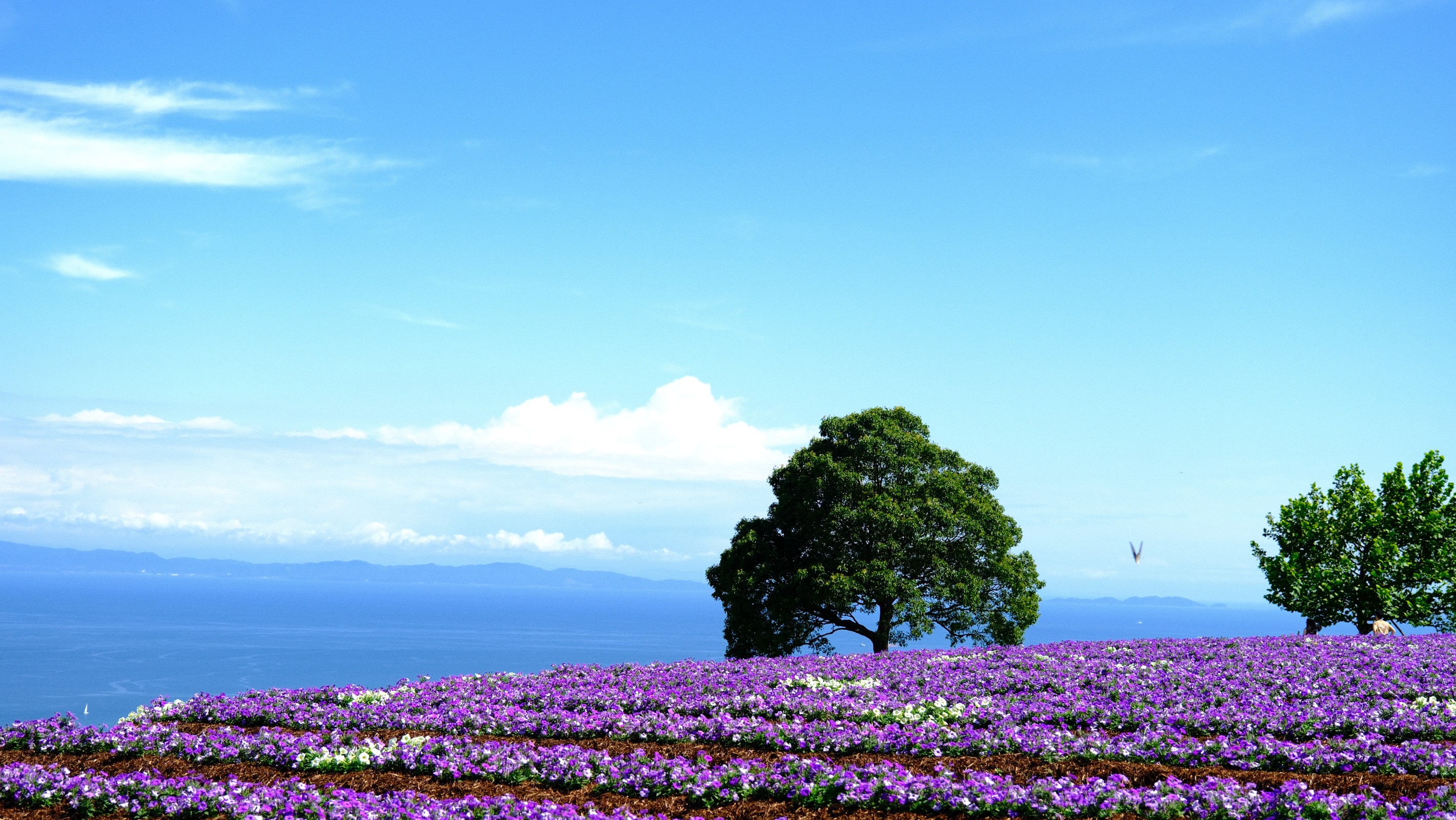 "One-day tour of Kansai's hidden secrets" Choose one of Awaji Island, Koyasan, or Kumano Kodo, depart from Shinsaibashi, Osaka