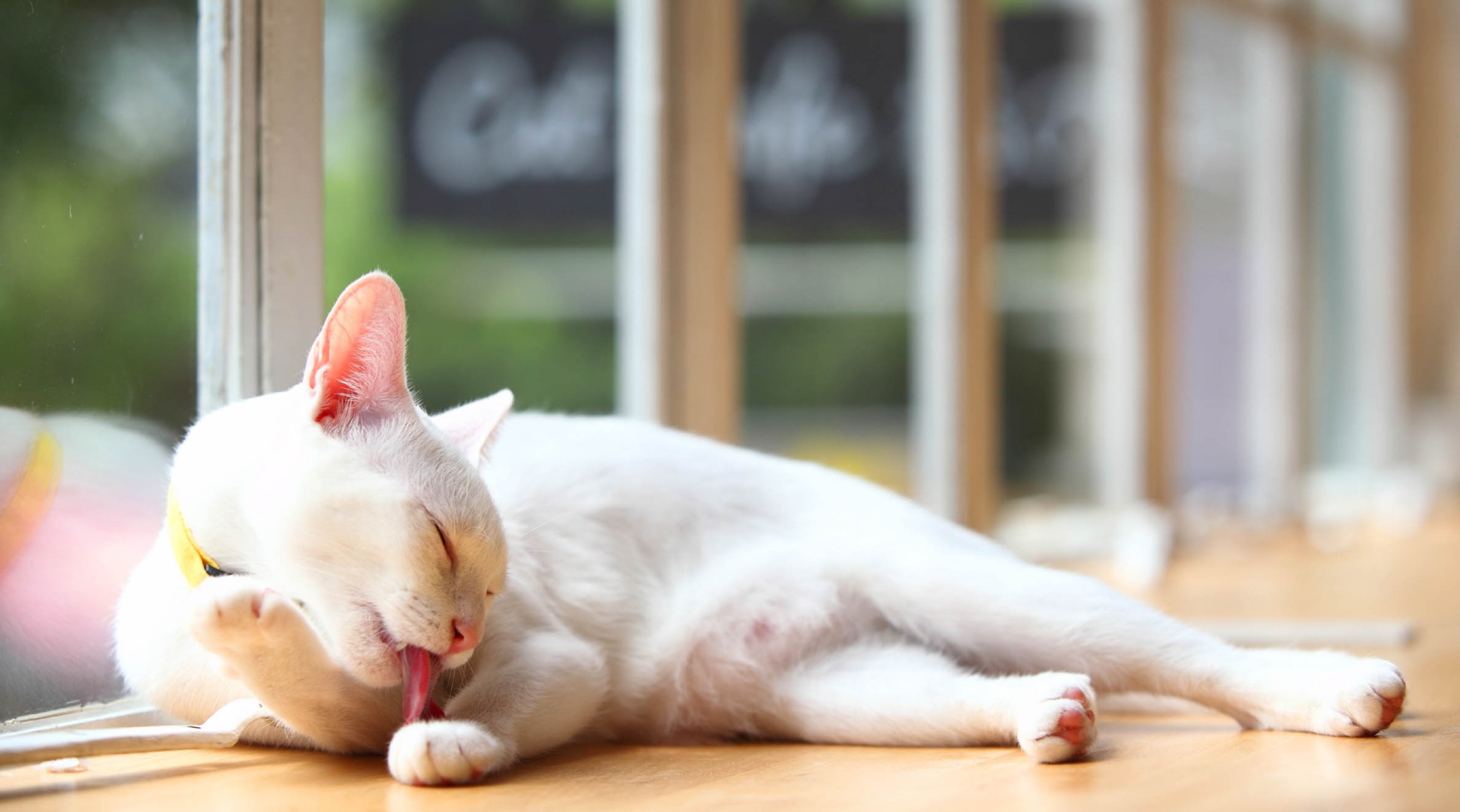 Up To 20 Off Discounted Entry To Cat Cafe Neko No Niwa In Boat Quay Singapore Klook Singapore