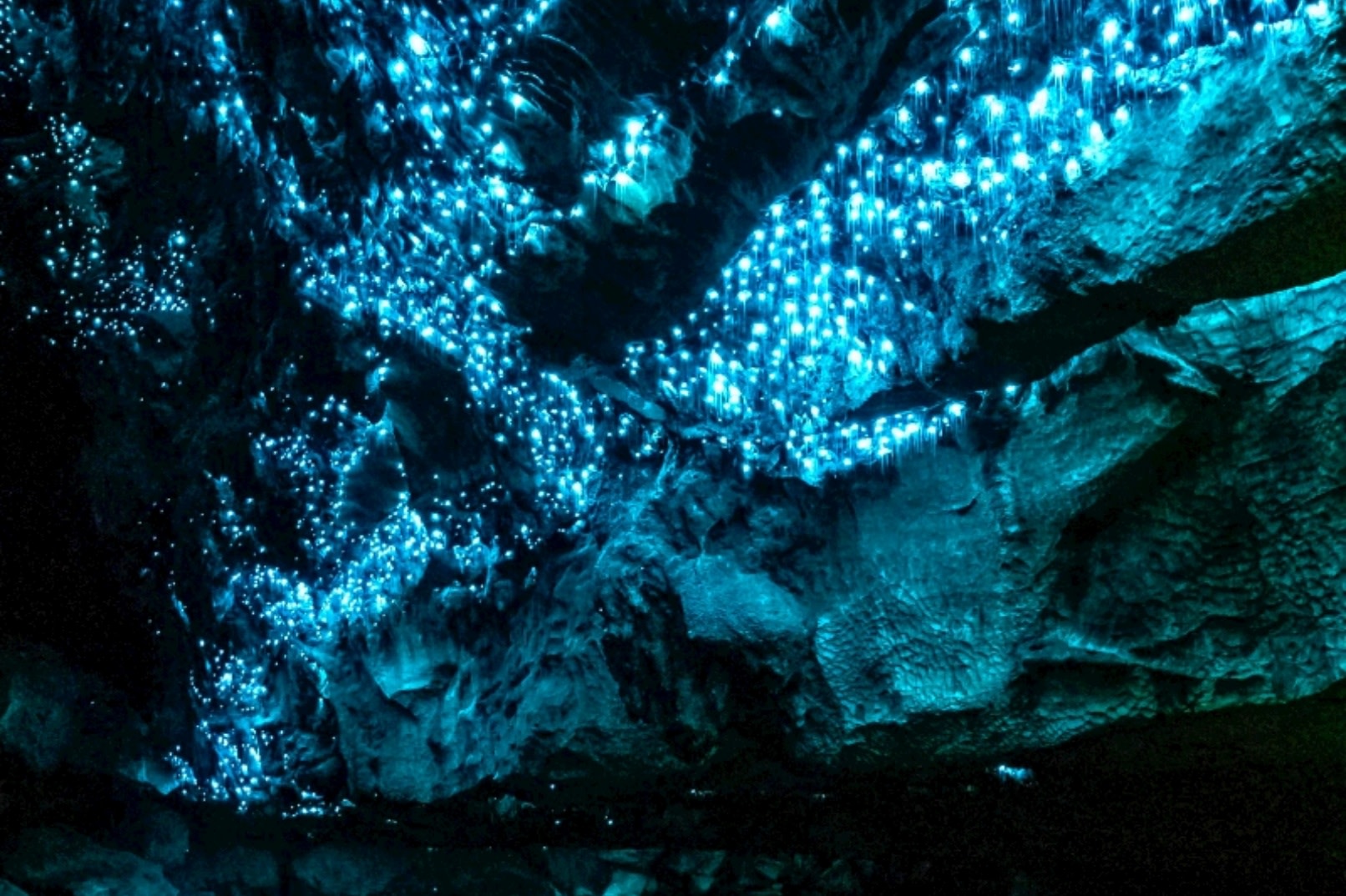 Mount Tamborine Glow Worm Night Tour on the Gold Coast of Australia (Chinese Guided Tour)